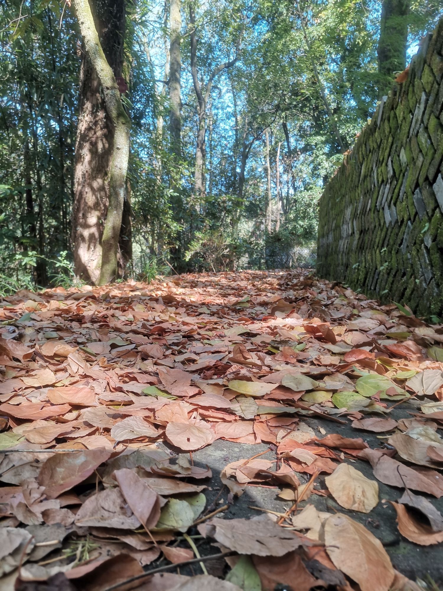 戴震公园旅行图片 3