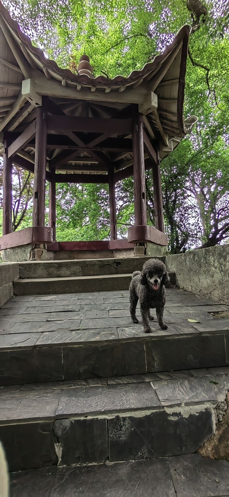 茶山公园旅行图片 3
