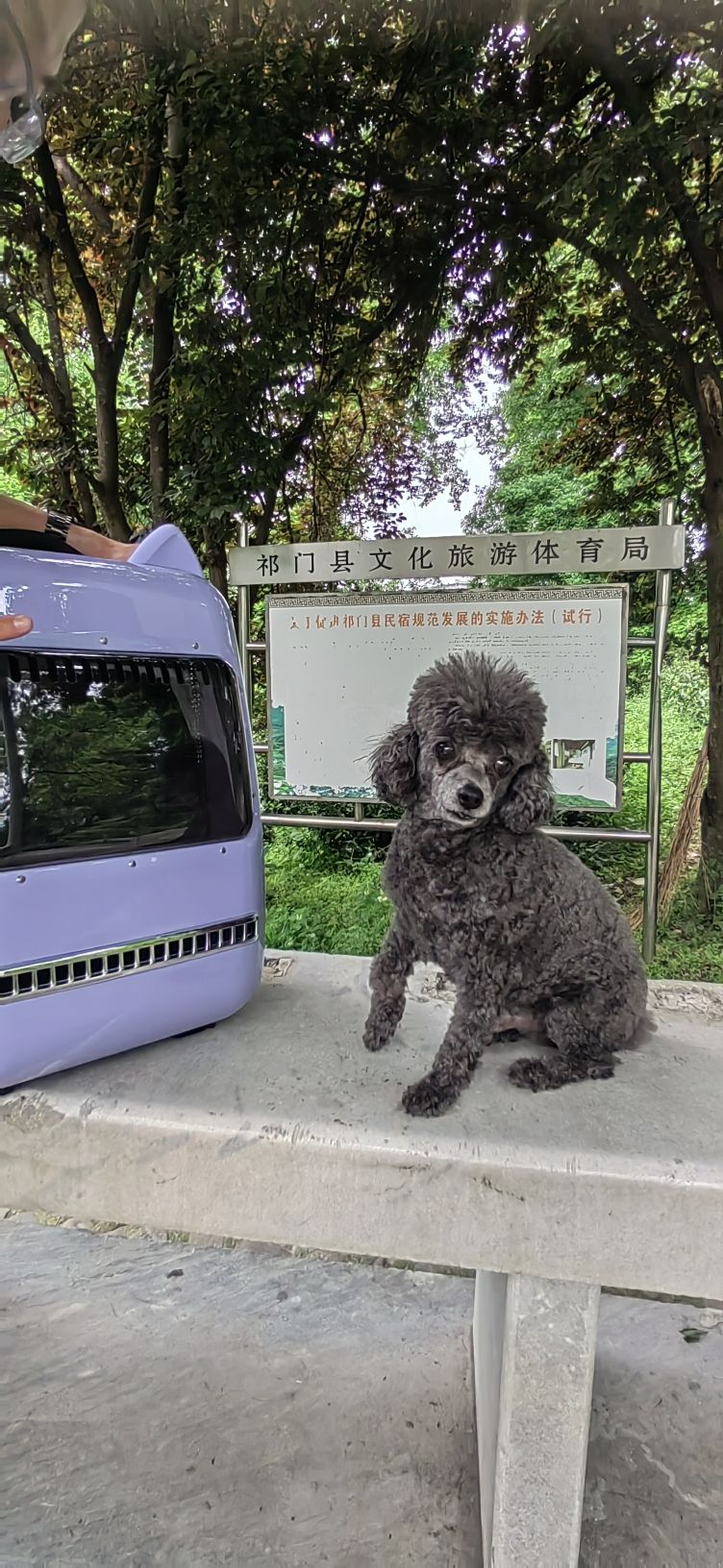 茶山公园旅行图片 2