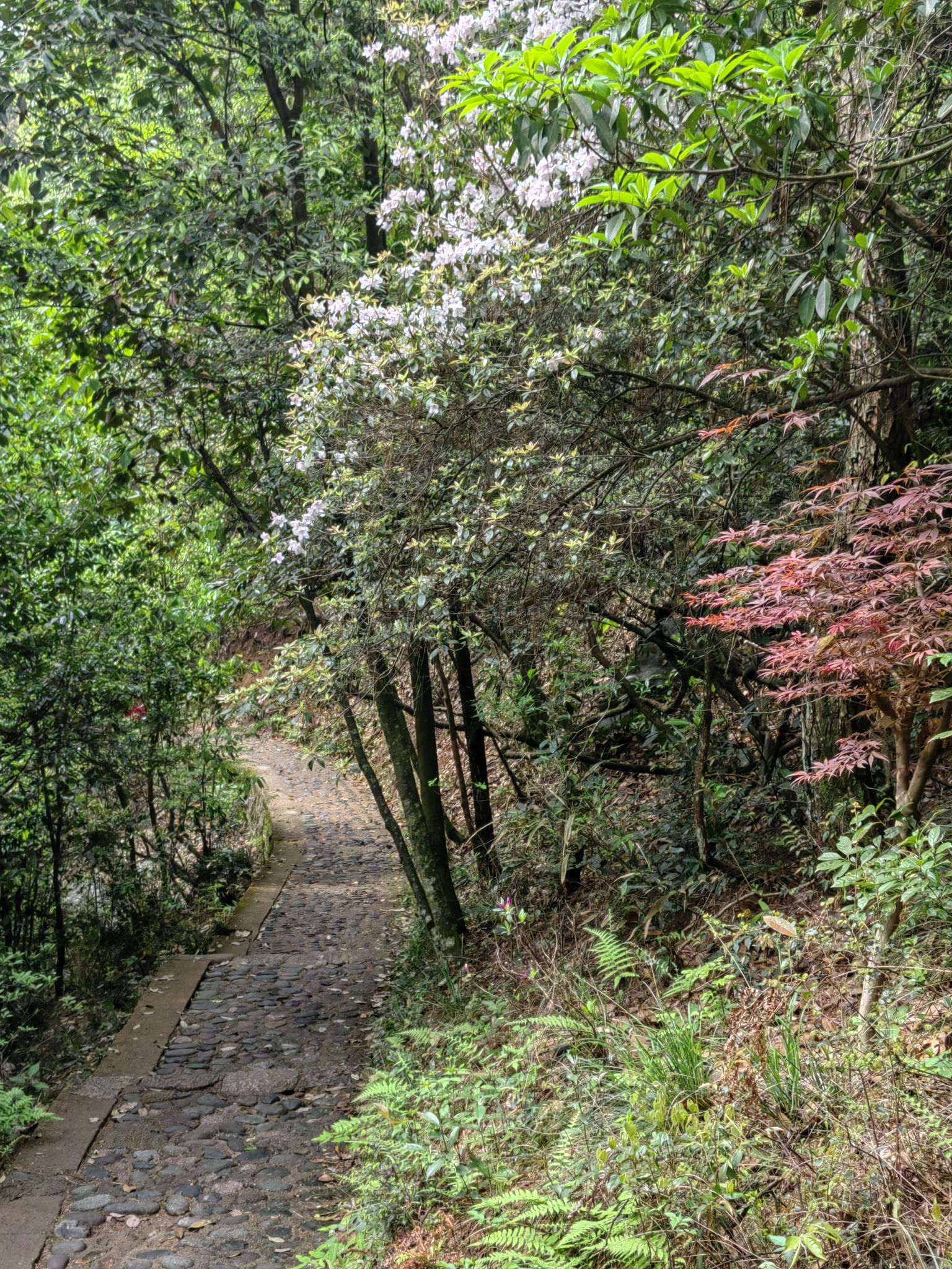 鄣山大峡谷风景区旅行图片 3
