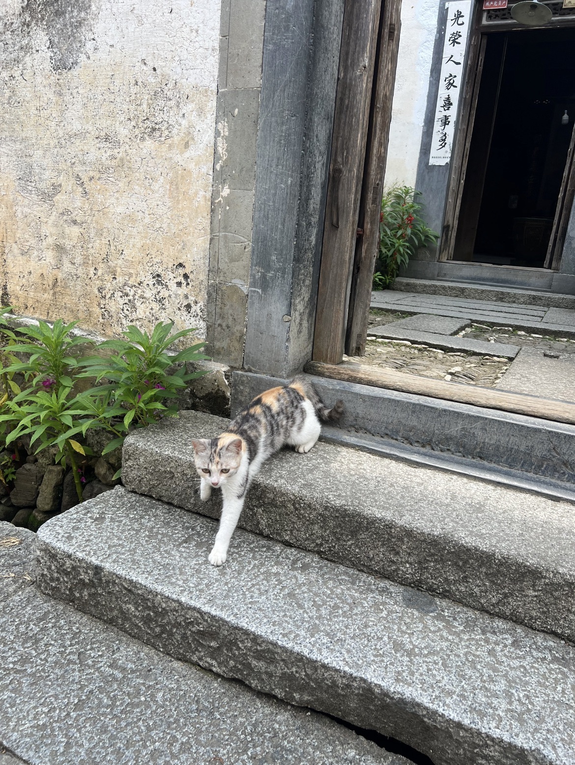 南屏景区旅行图片 3
