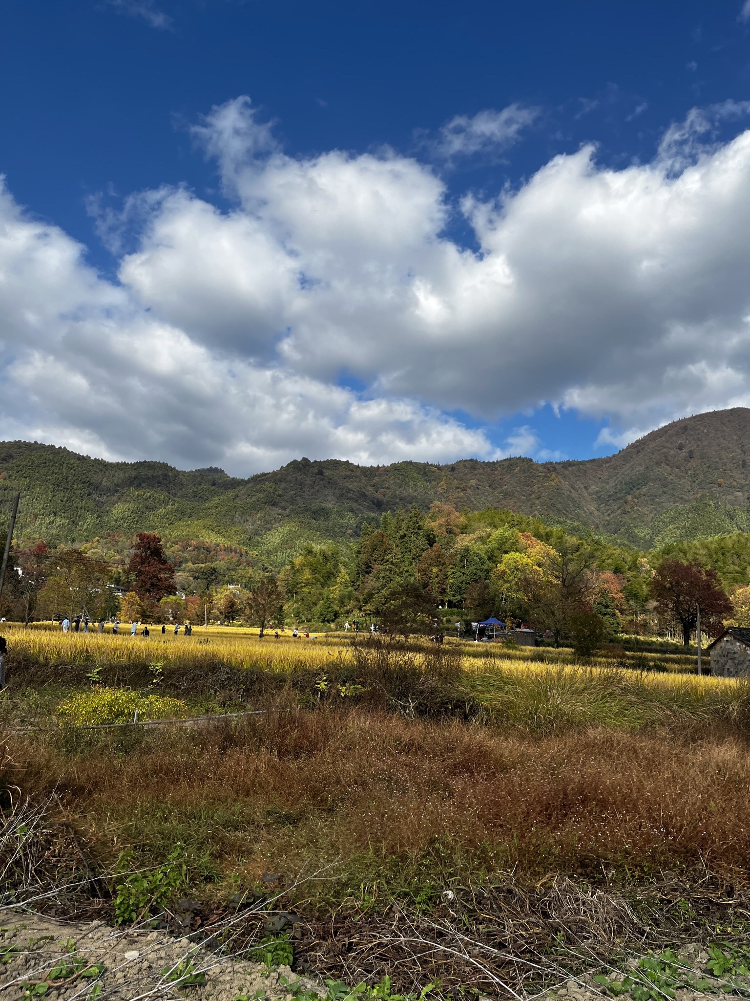 塔川国家森林公园旅行图片 2