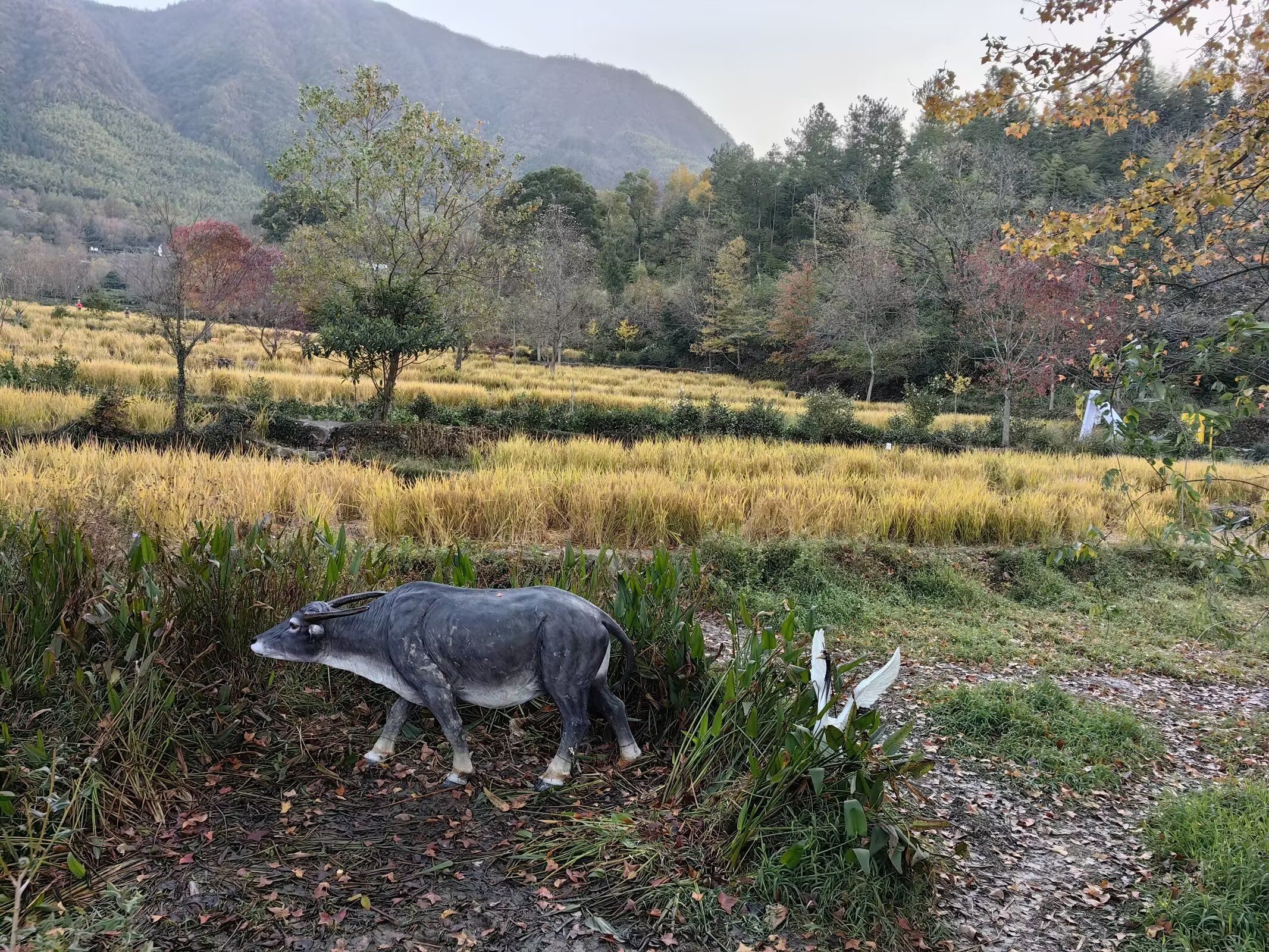 塔川国家森林公园旅行图片 2