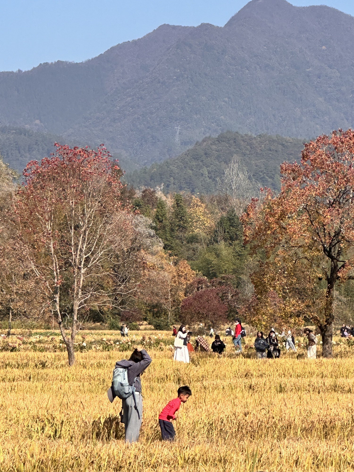 塔川国家森林公园旅行图片 2