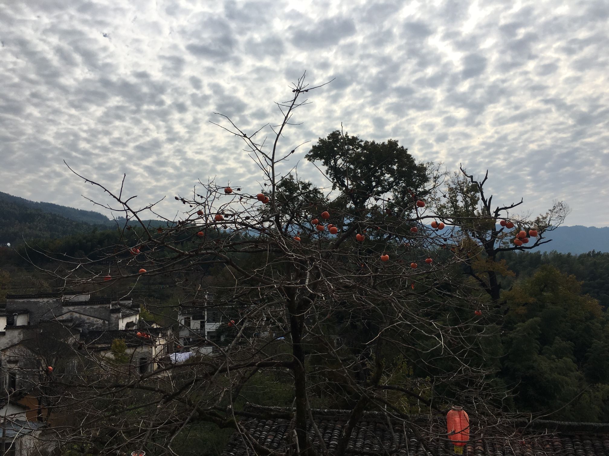 塔川国家森林公园旅行图片 2