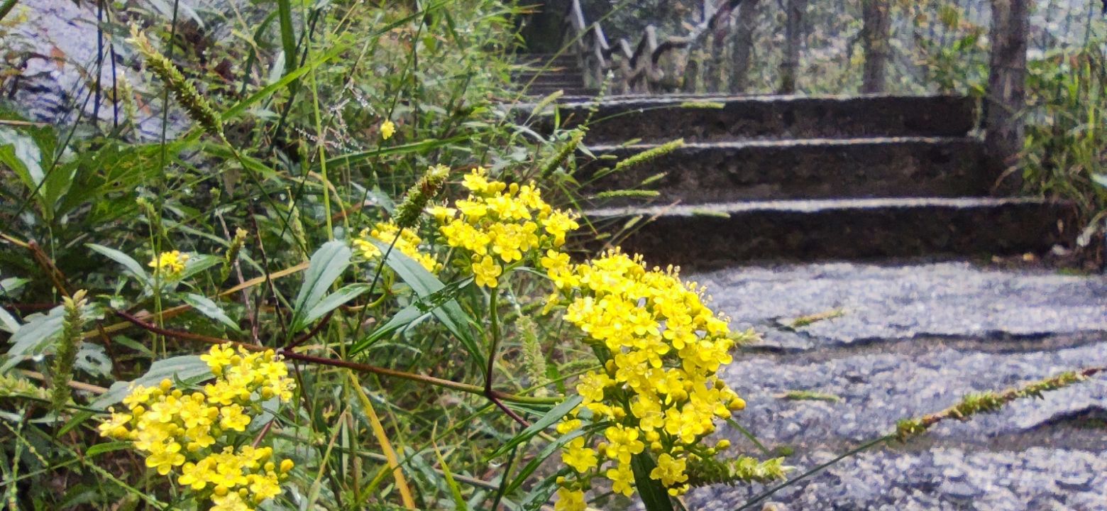黄山芙蓉谷旅行图片 3