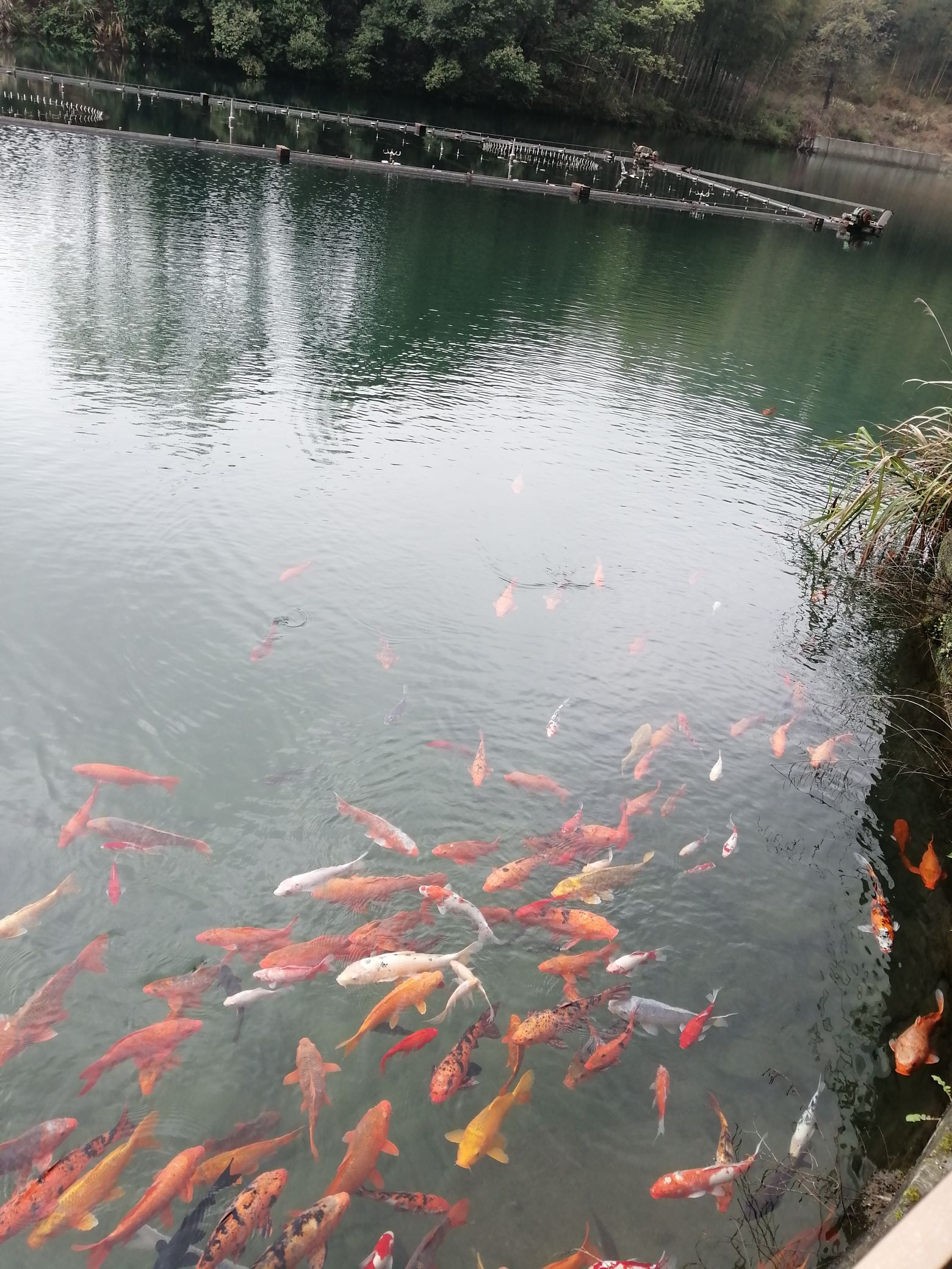 黄山芙蓉谷旅行图片 2