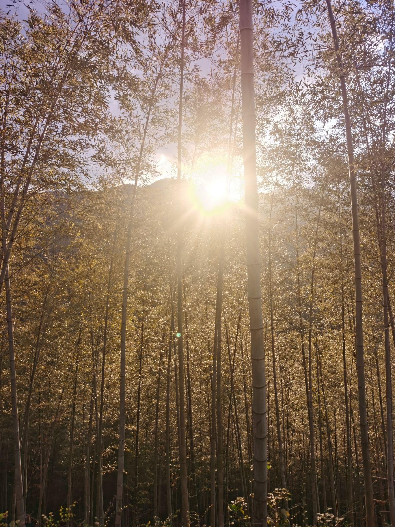 黄山芙蓉谷旅行图片 2