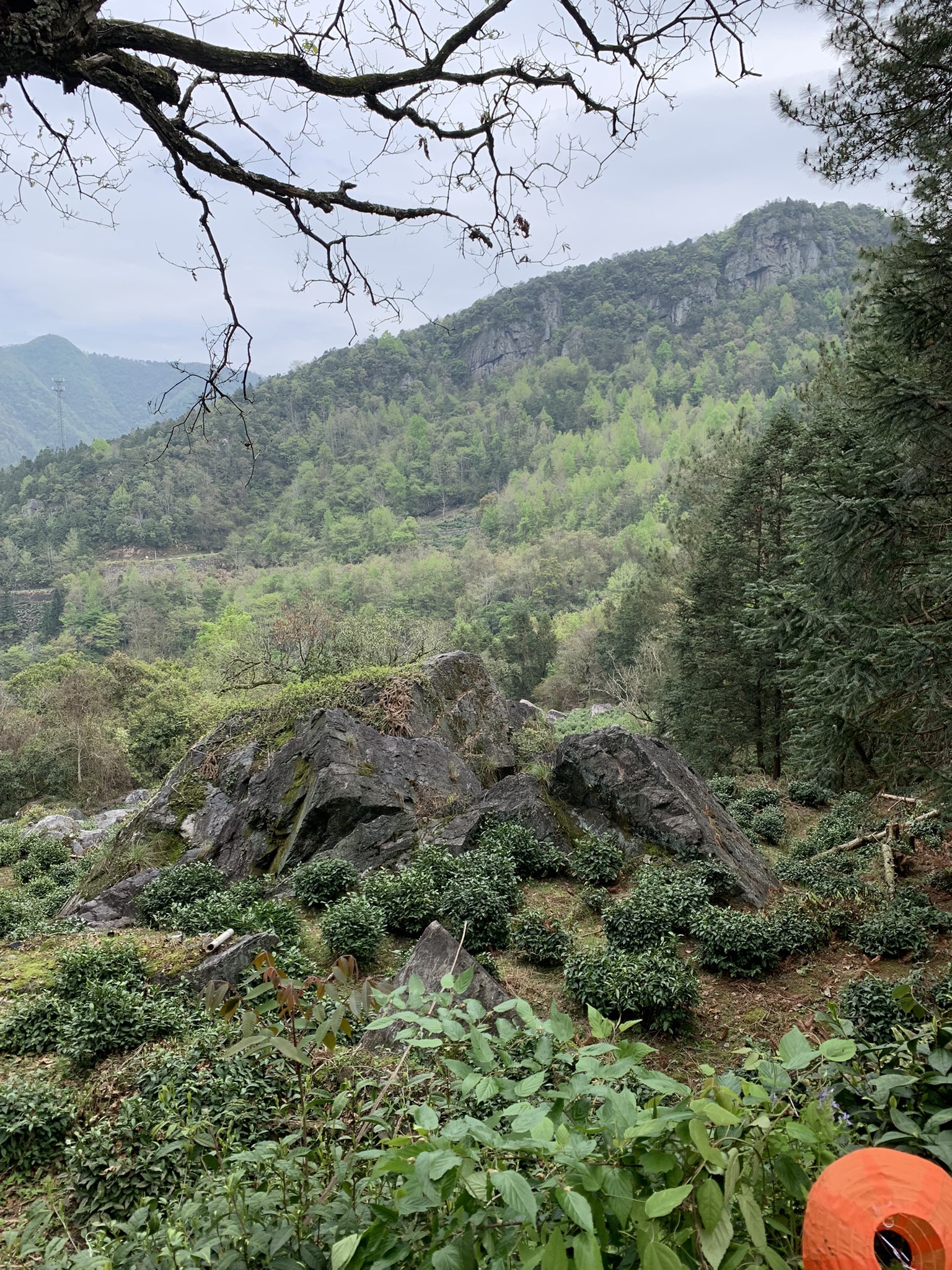牯牛降国家级自然保护区(不对外开放)旅行图片 3