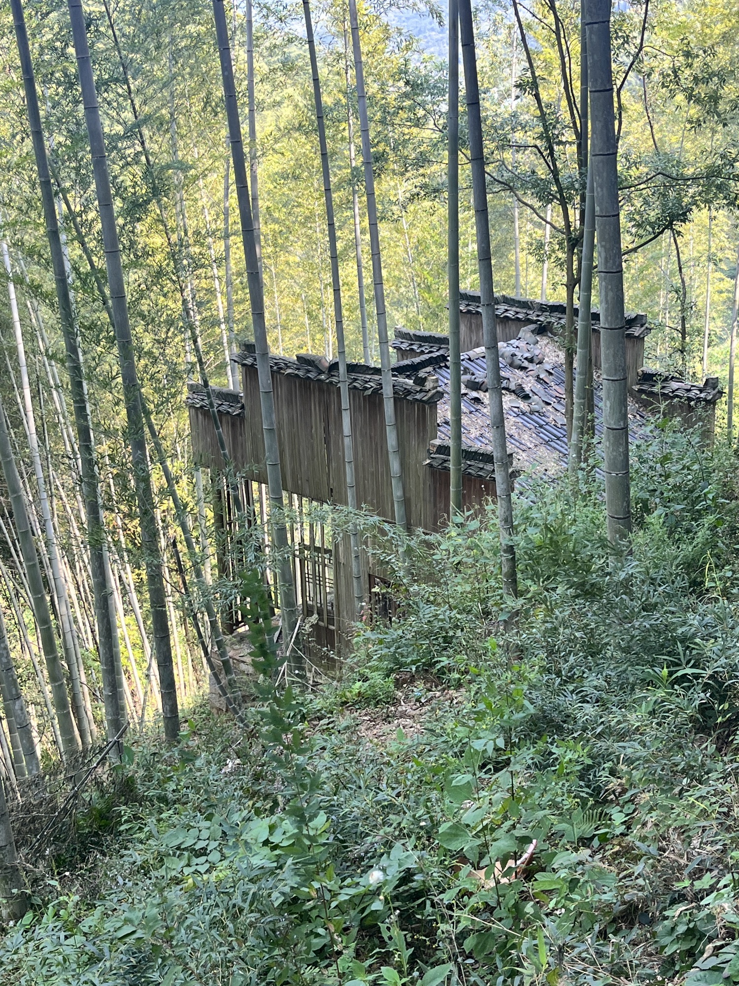 木坑竹海旅行图片 3