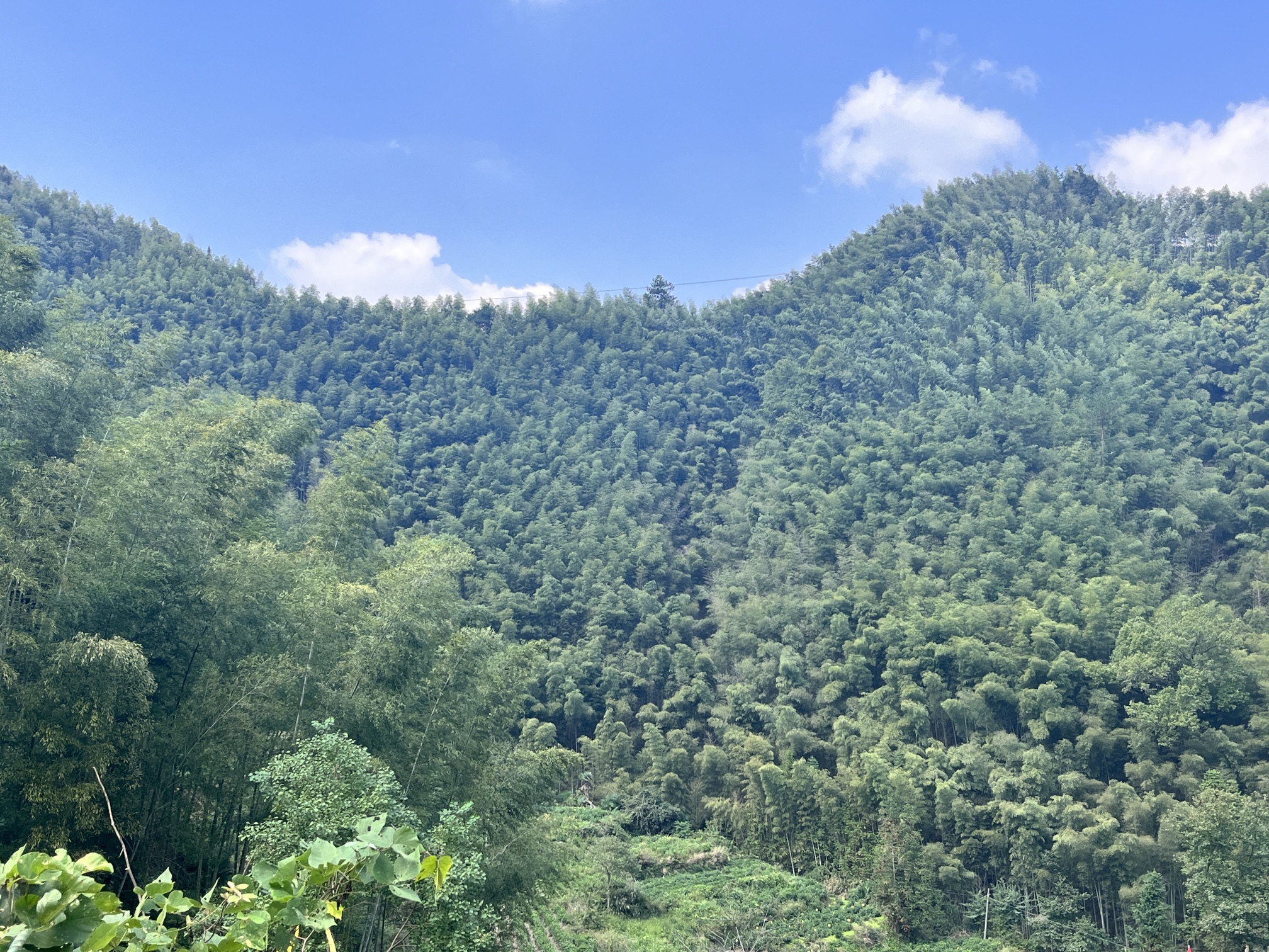 木坑竹海旅行图片 2
