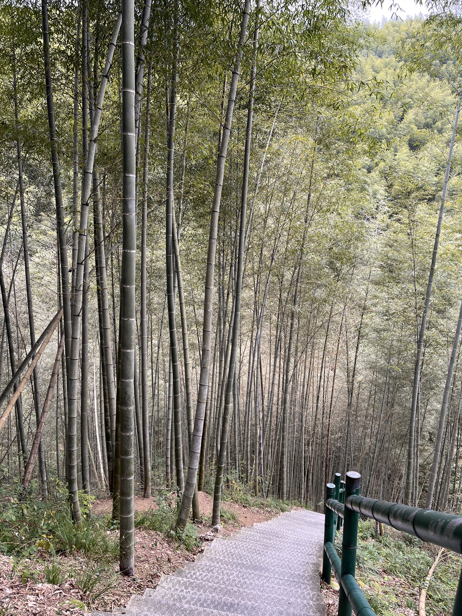 木坑竹海旅行图片 2