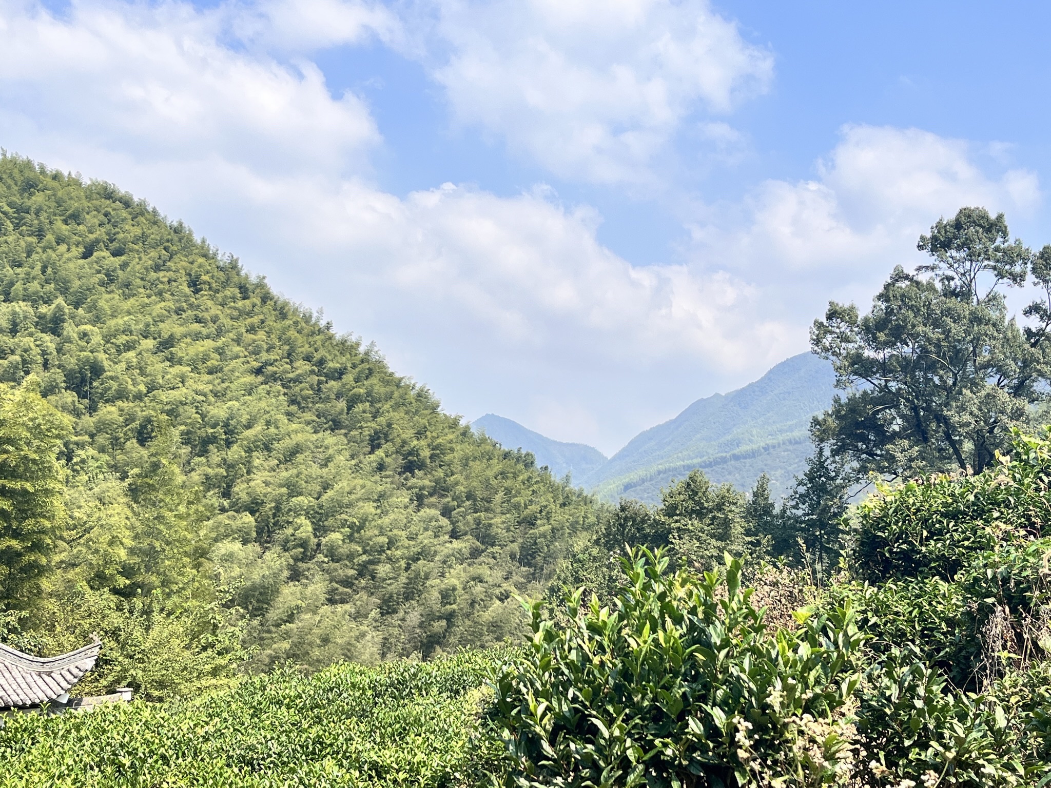 木坑竹海旅行图片 1