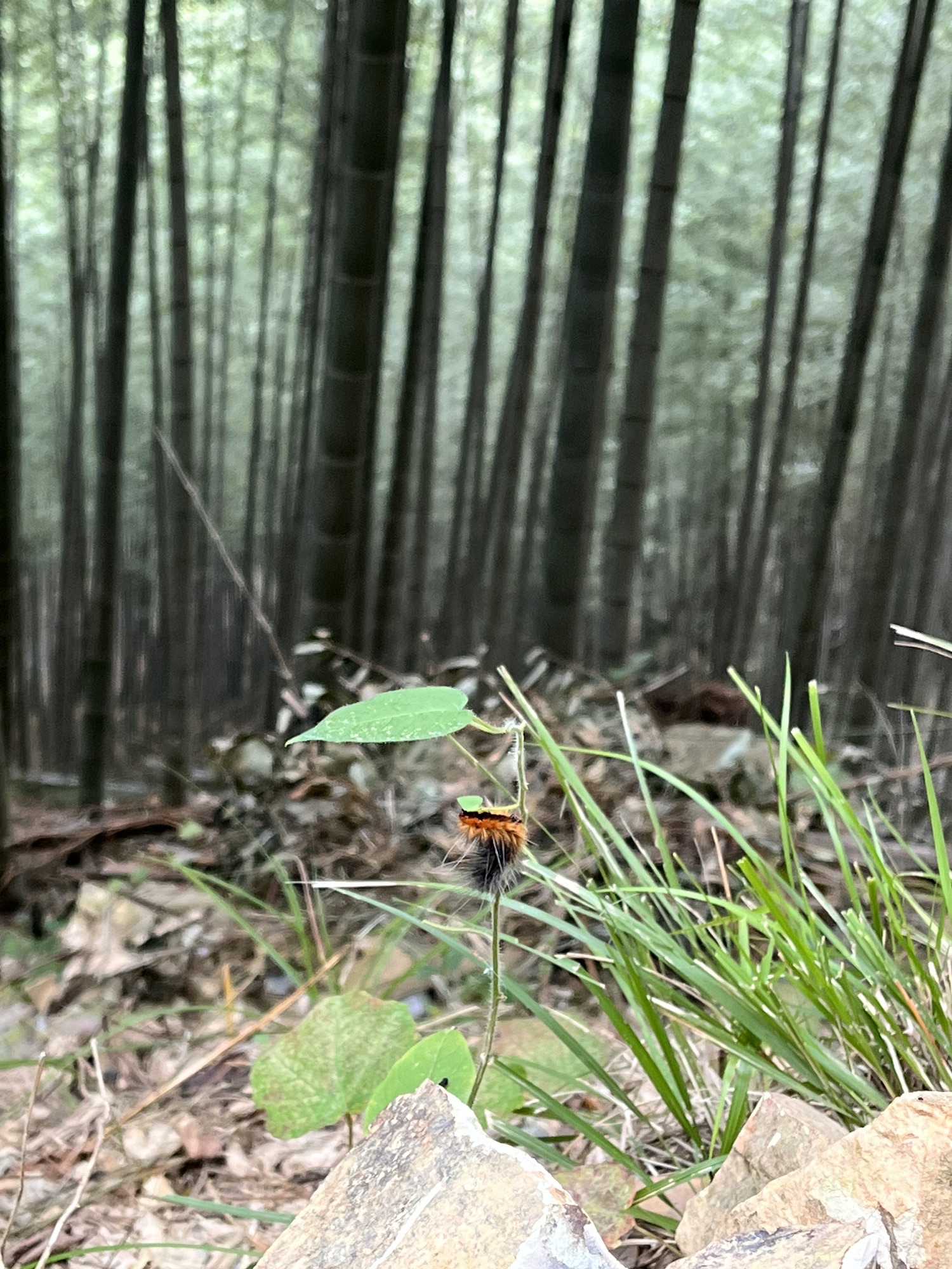 木坑竹海旅行图片 1