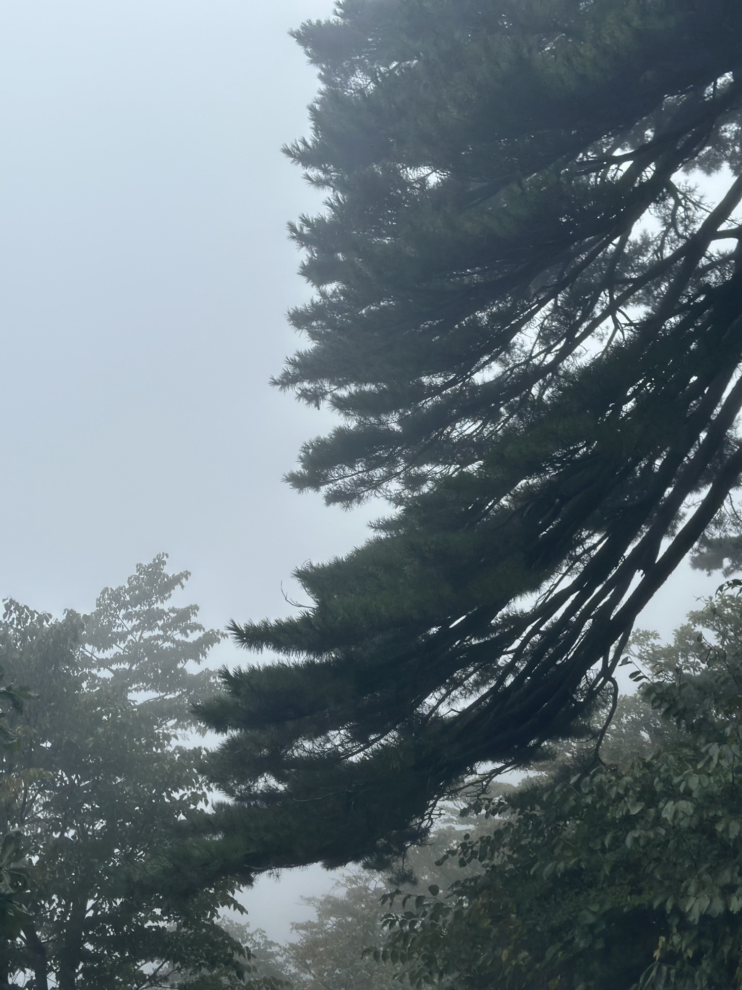 黄山风景区旅行图片 1