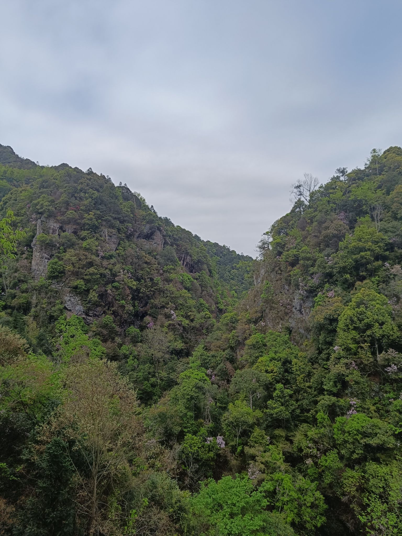 打鼓岭景区旅行图片 3