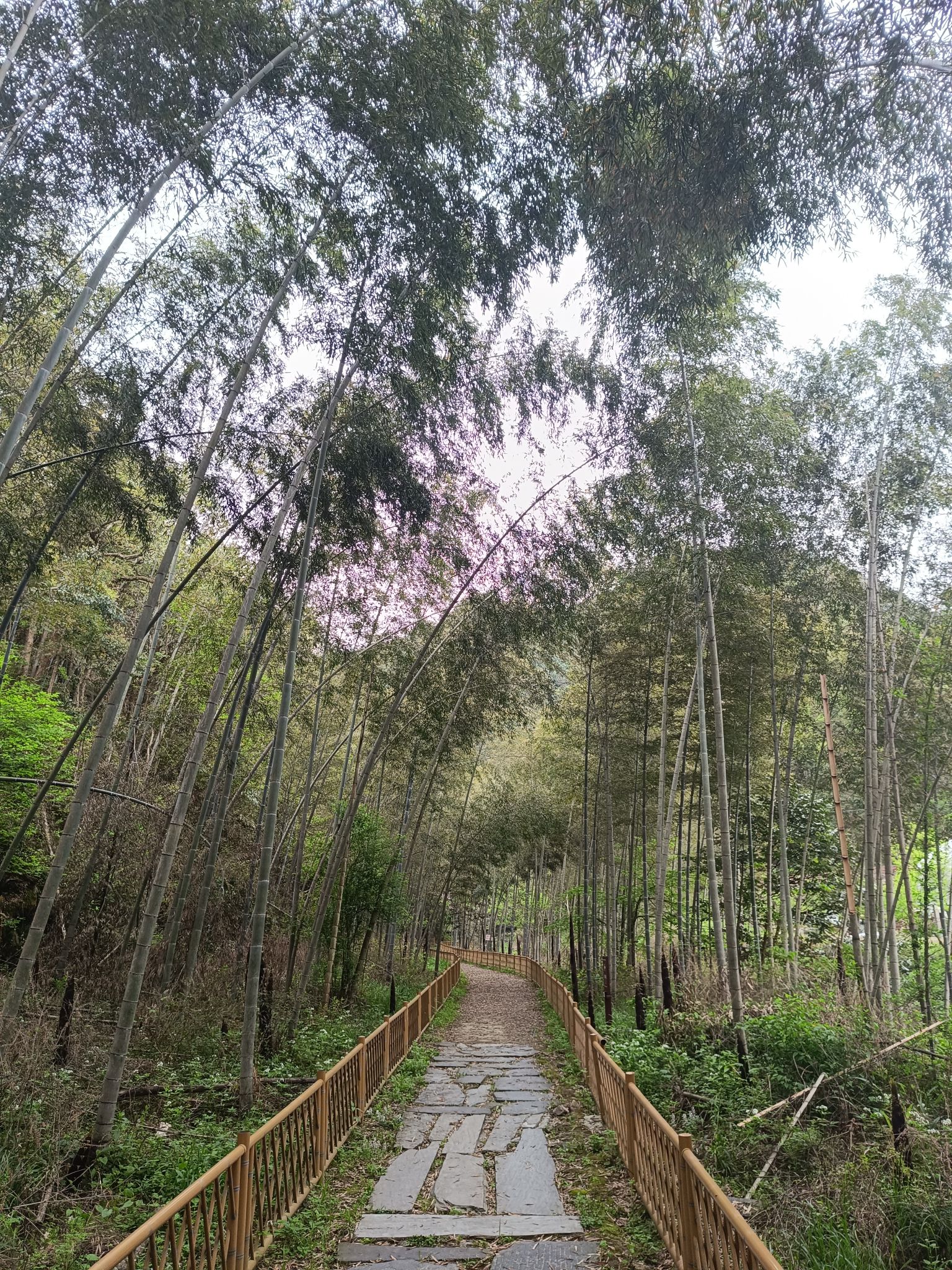 打鼓岭景区旅行图片 1