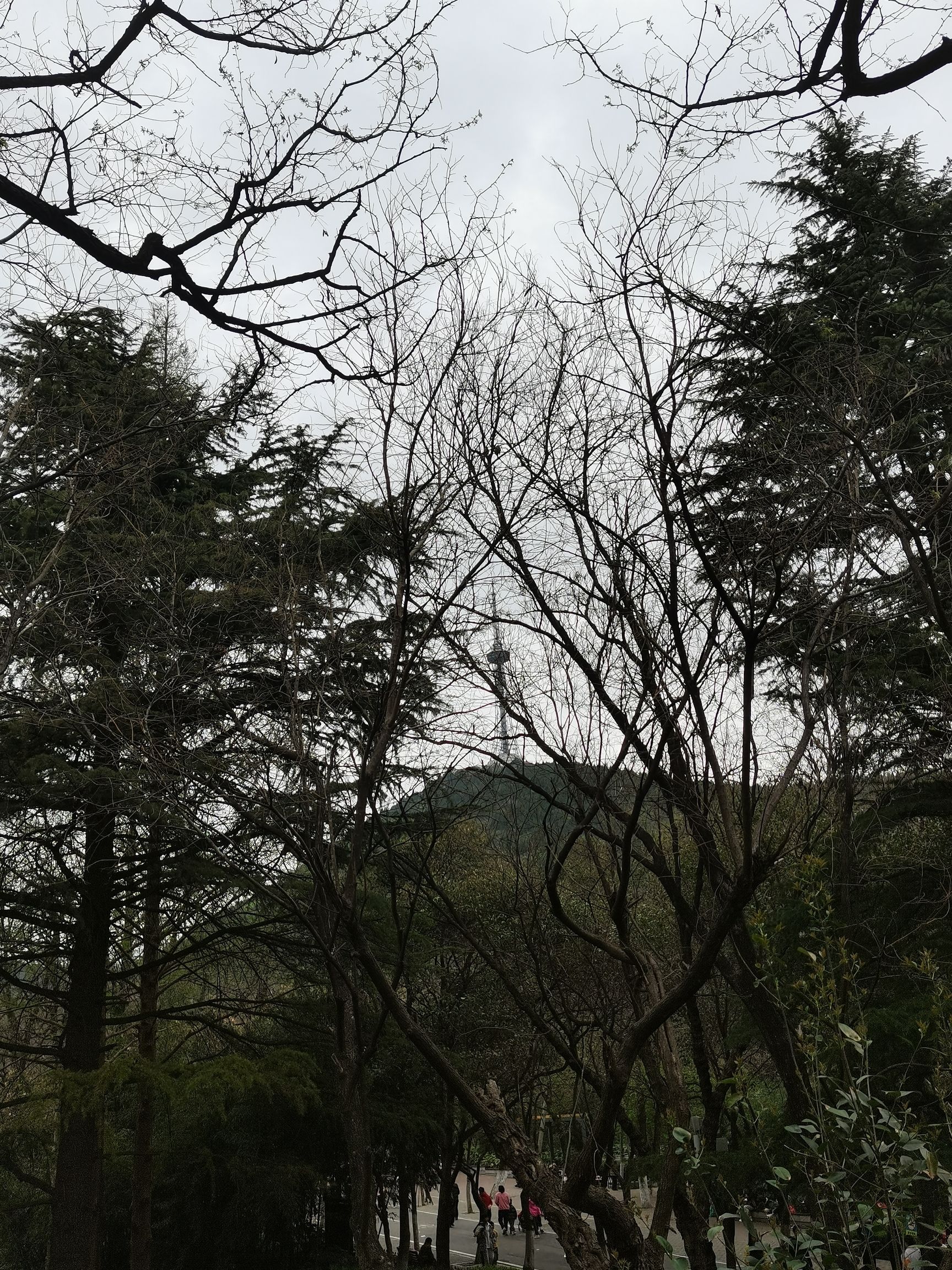 相山国家森林公园旅行图片 3