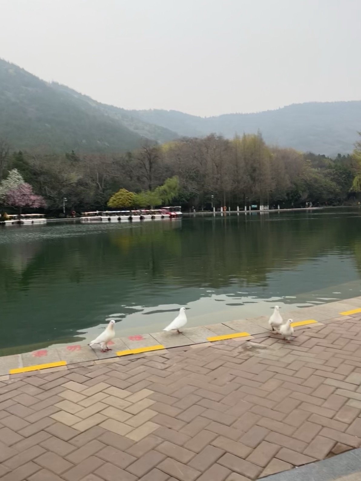 相山国家森林公园旅行图片 3