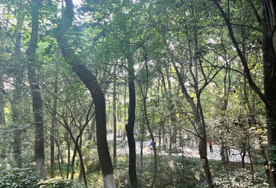 相山国家森林公园旅行图片 3