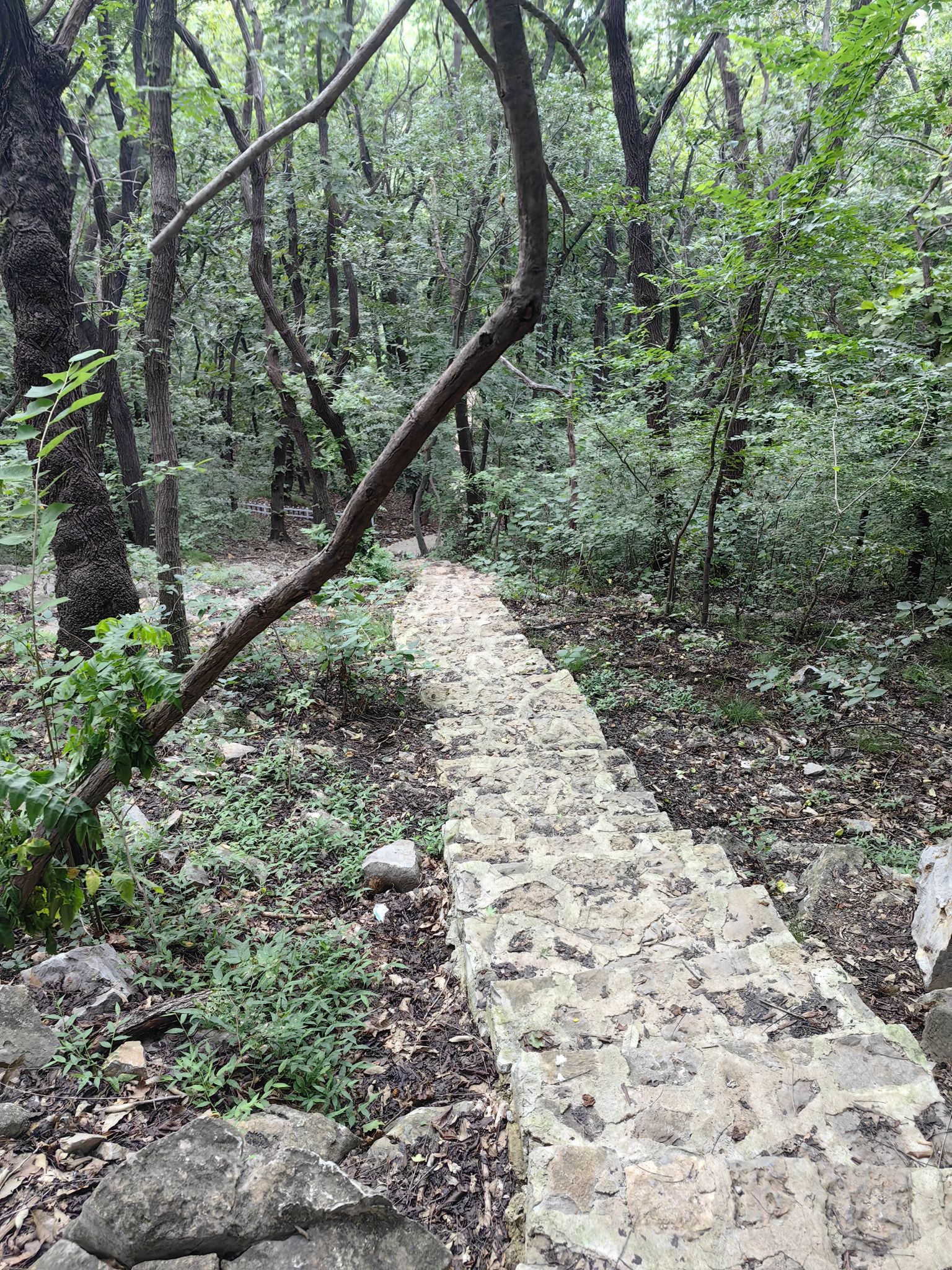龙脊山自然风景区旅行图片 3
