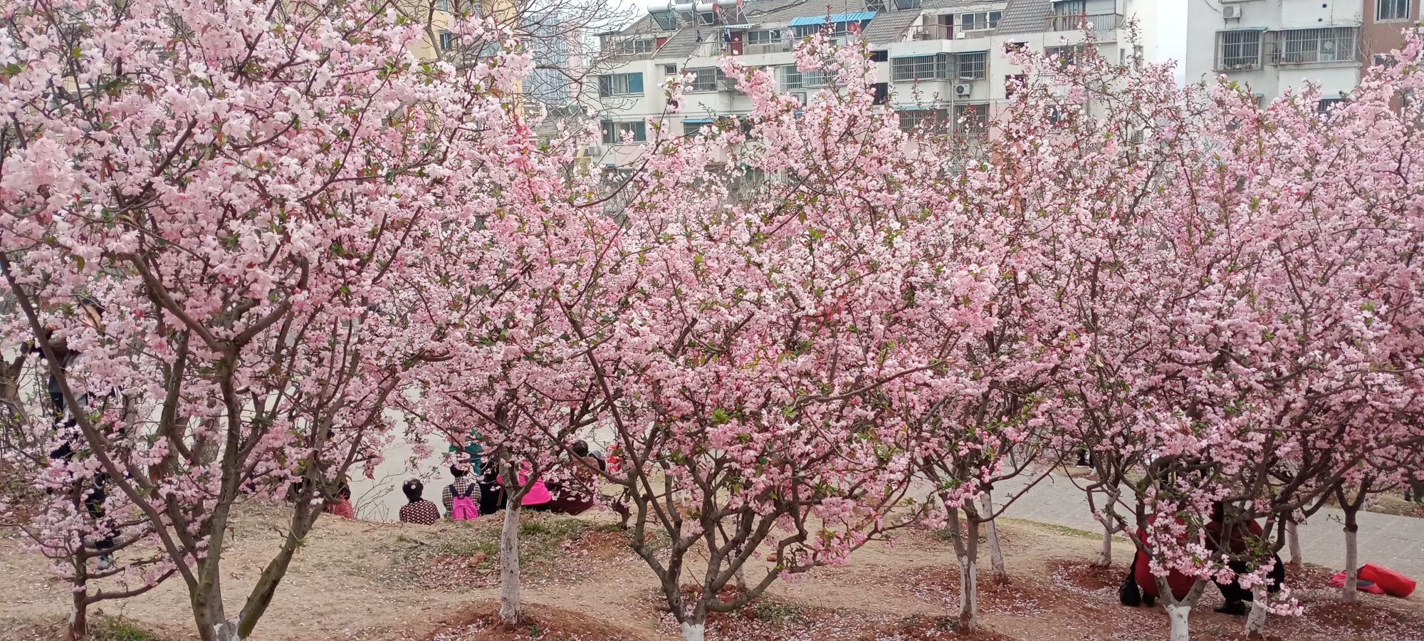 惠泽公园旅行图片 3