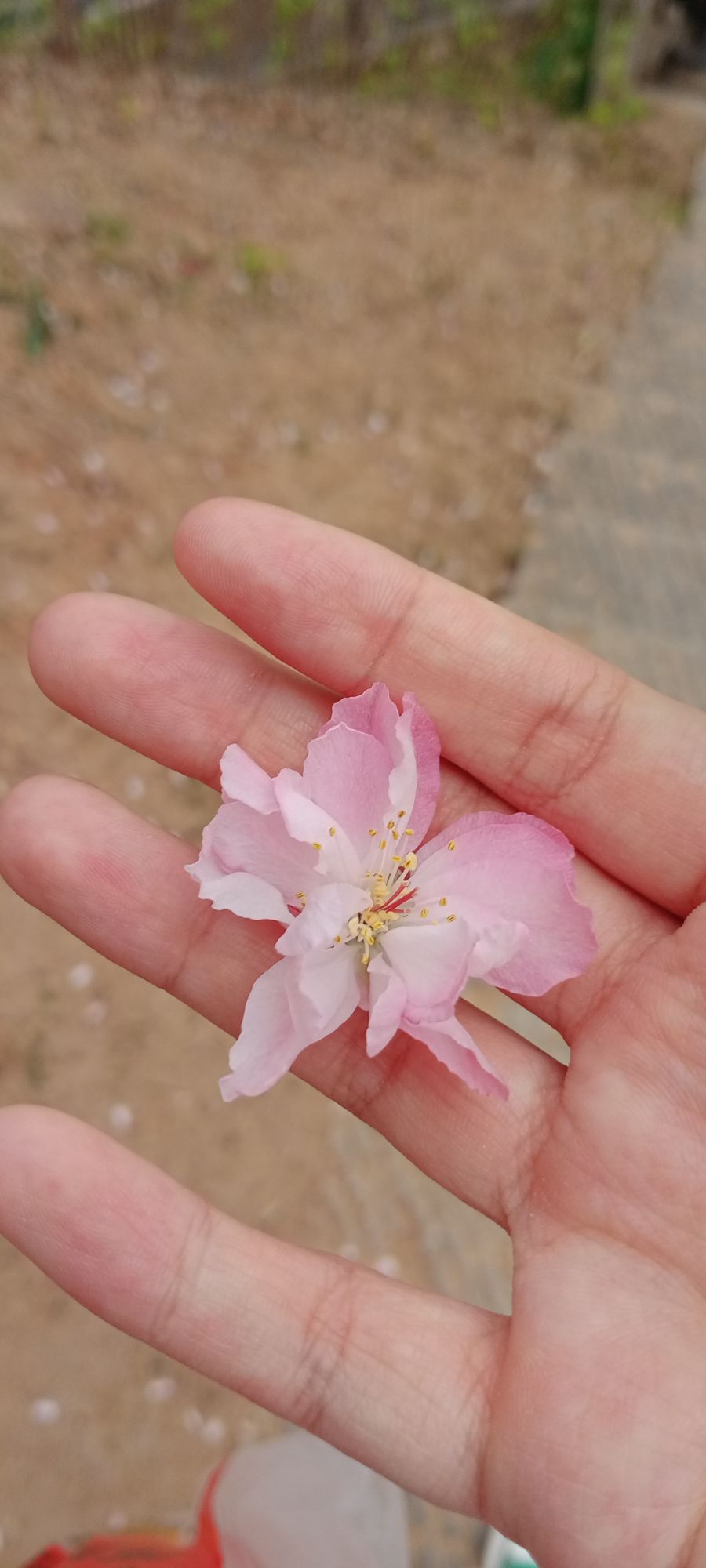 惠泽公园旅行图片 1