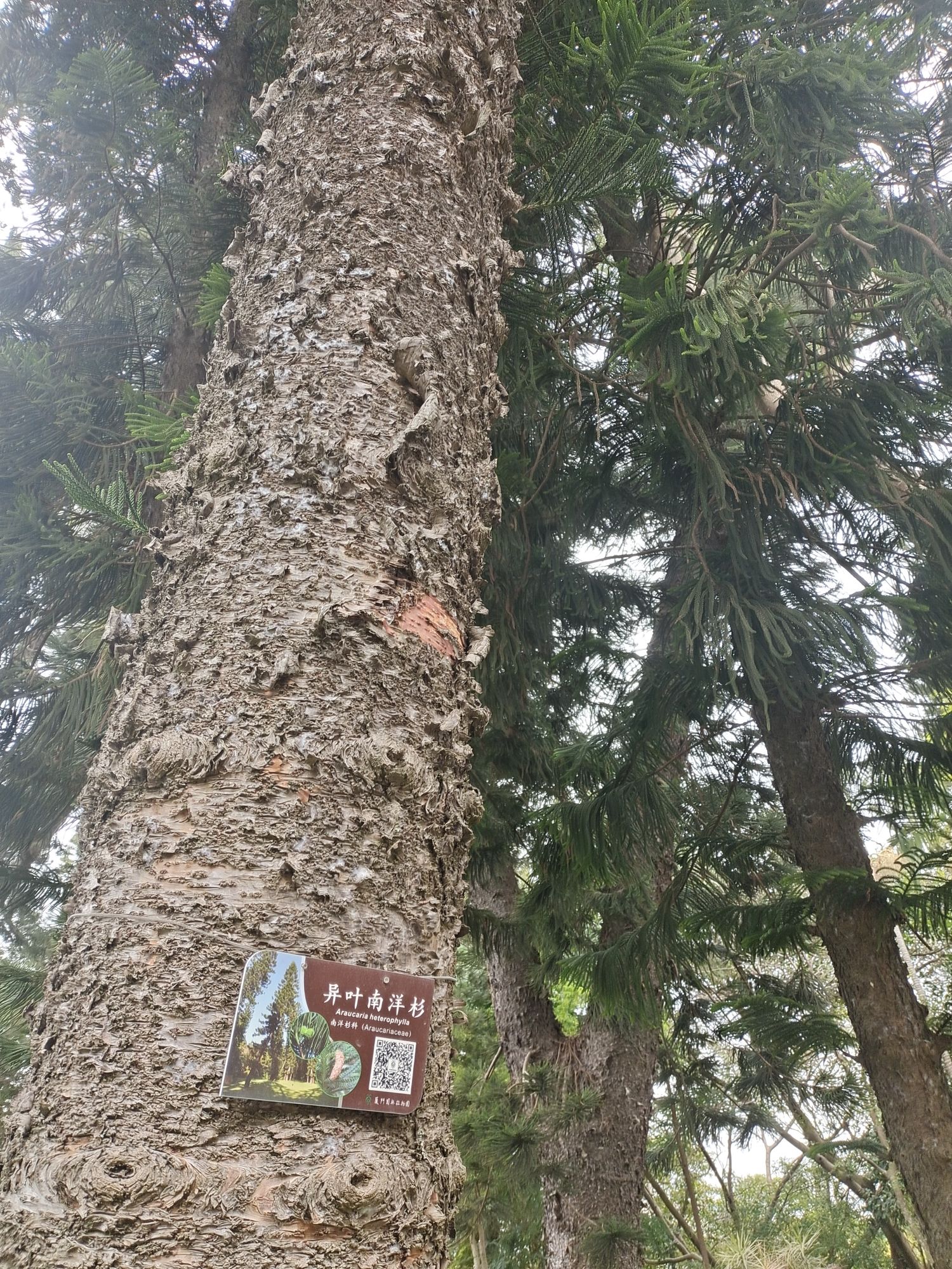 长山公园旅行图片 2