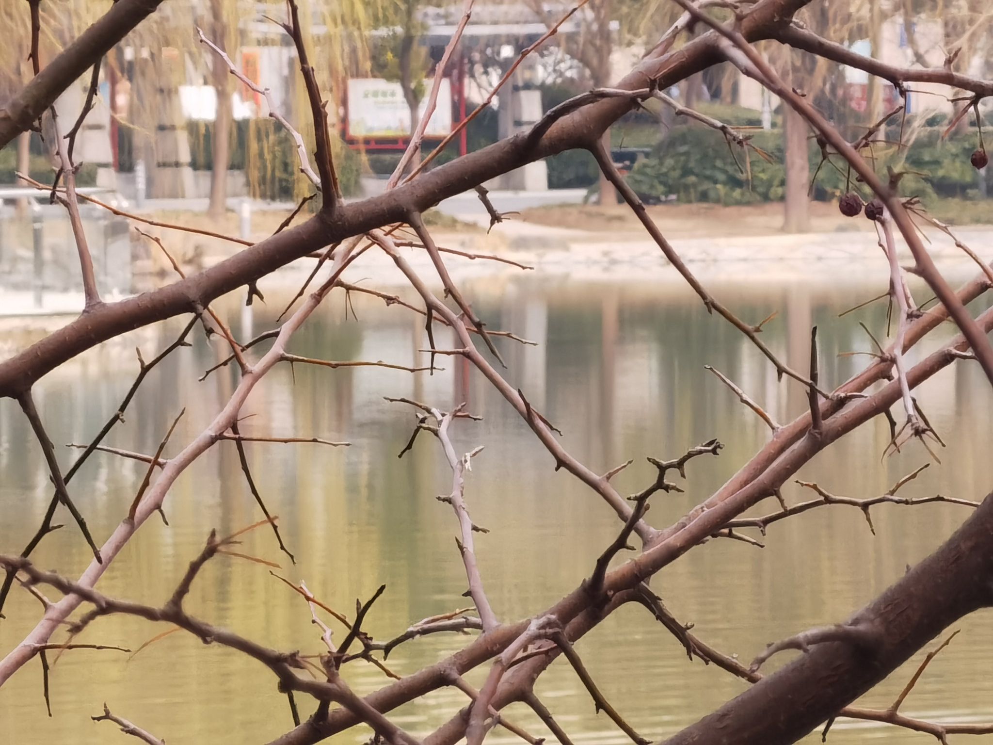 龙池公园旅行图片 3