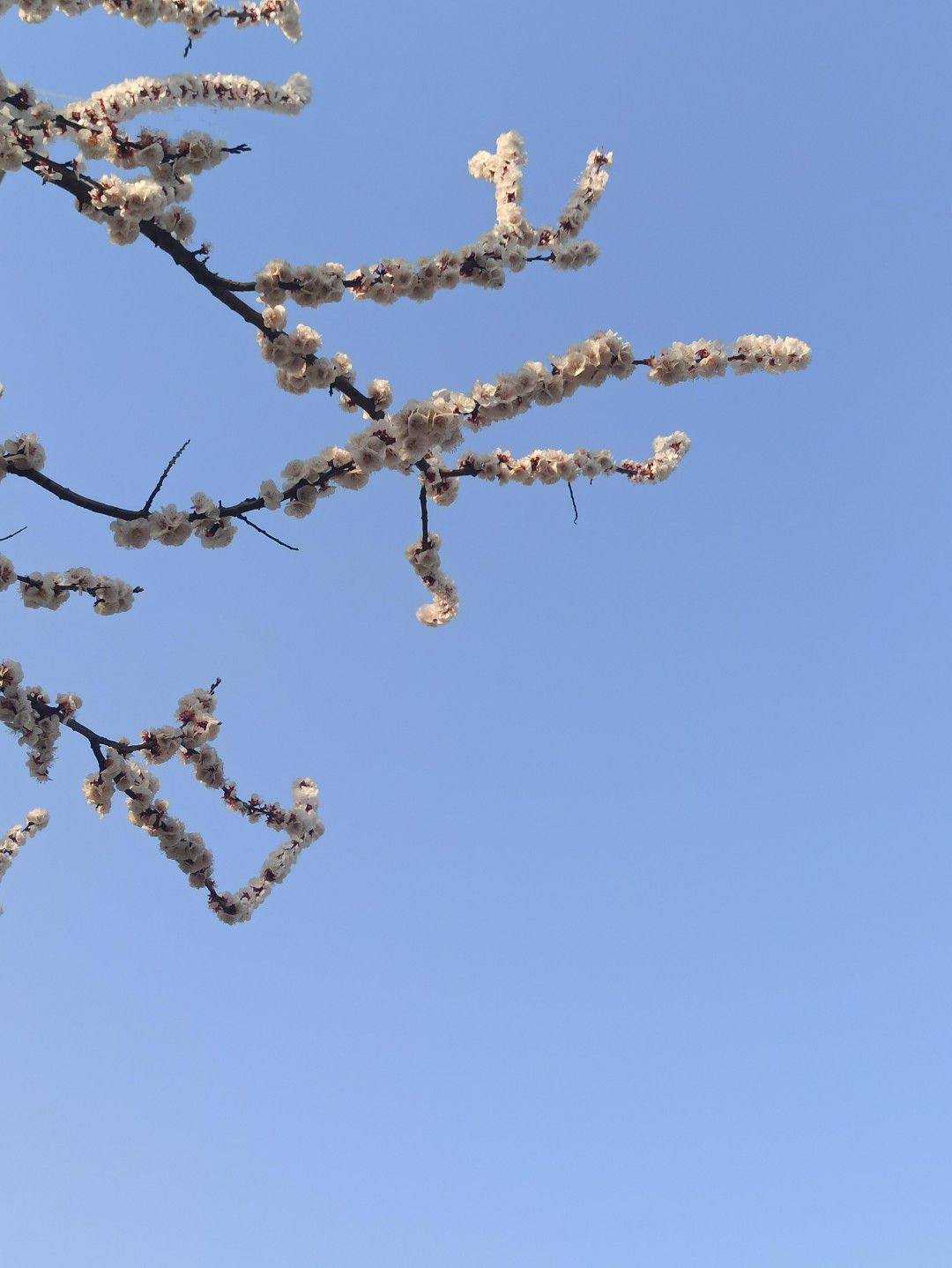 铜陵植物园旅行图片 1