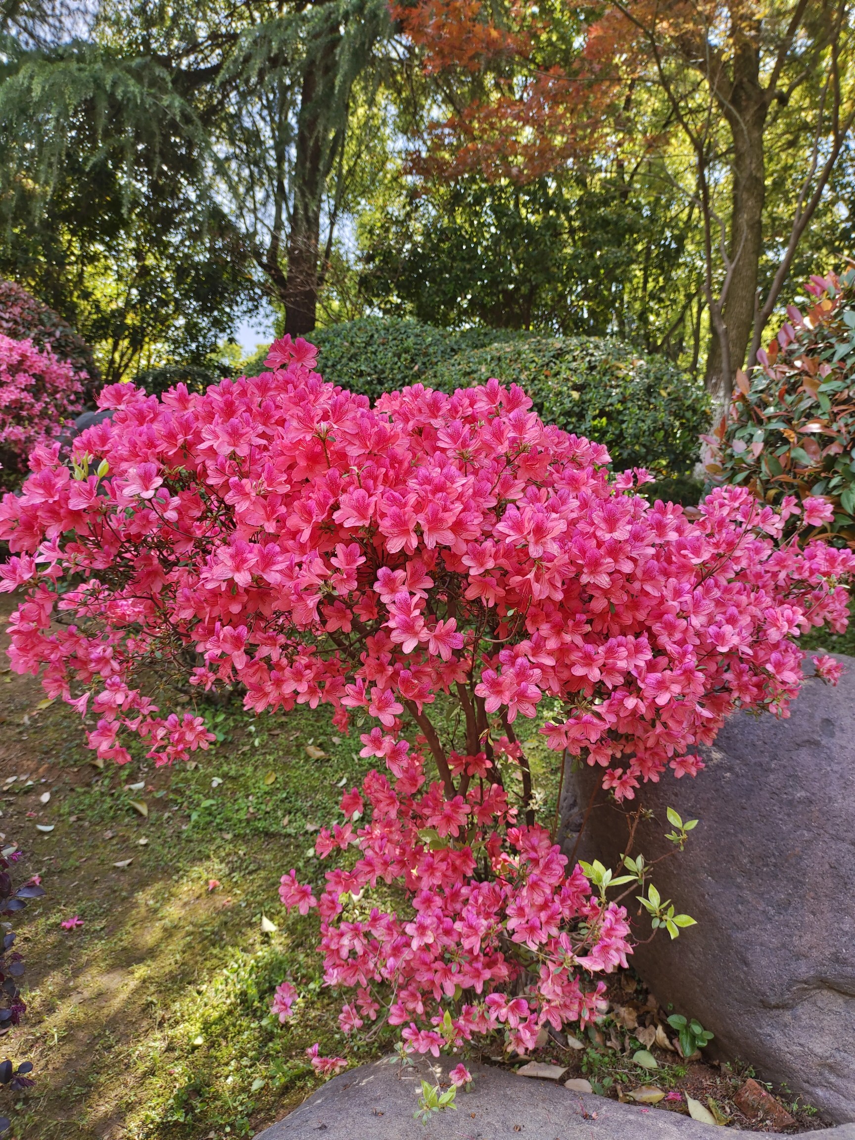 铜陵植物园旅行图片 1