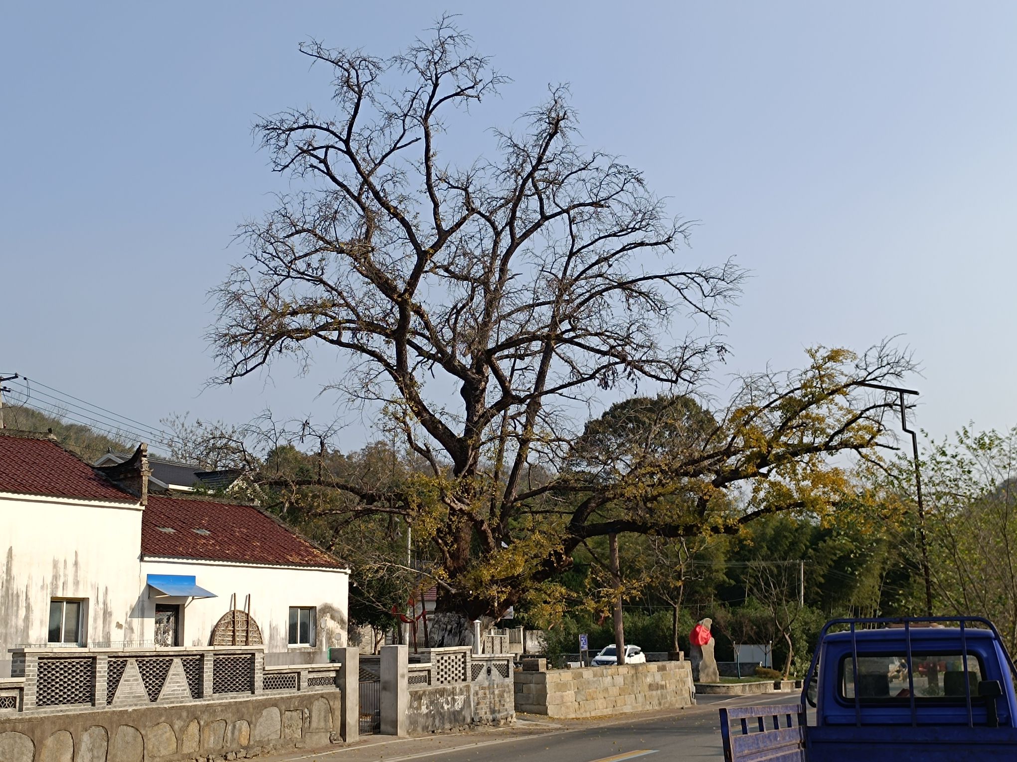千年银杏王旅行图片 1