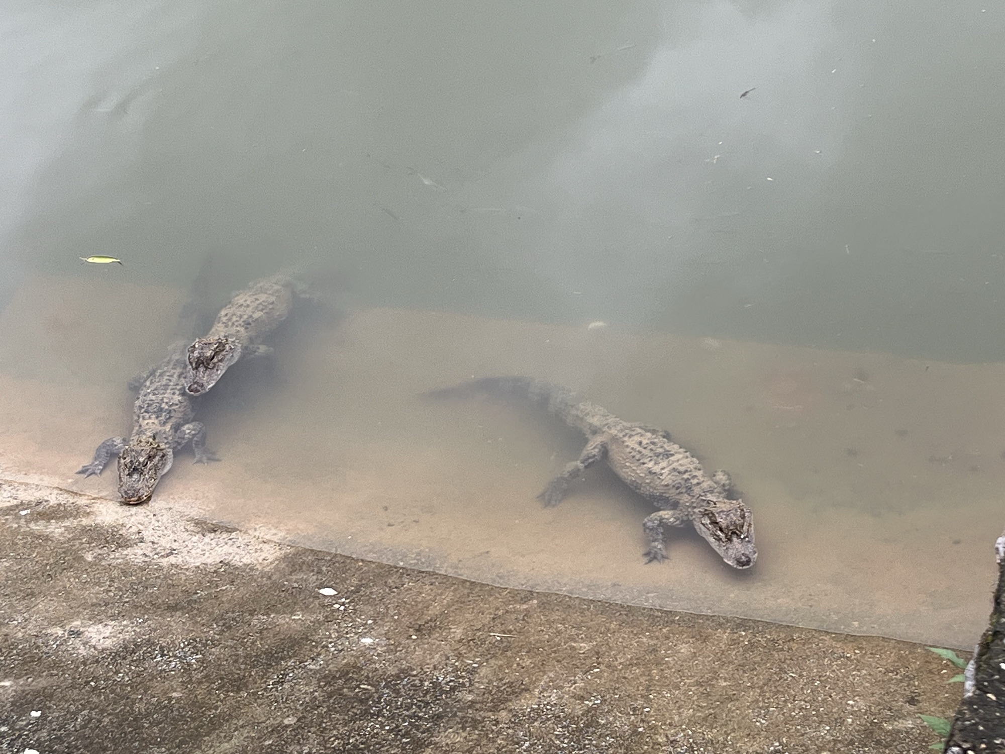 中国鳄鱼湖旅行图片 2