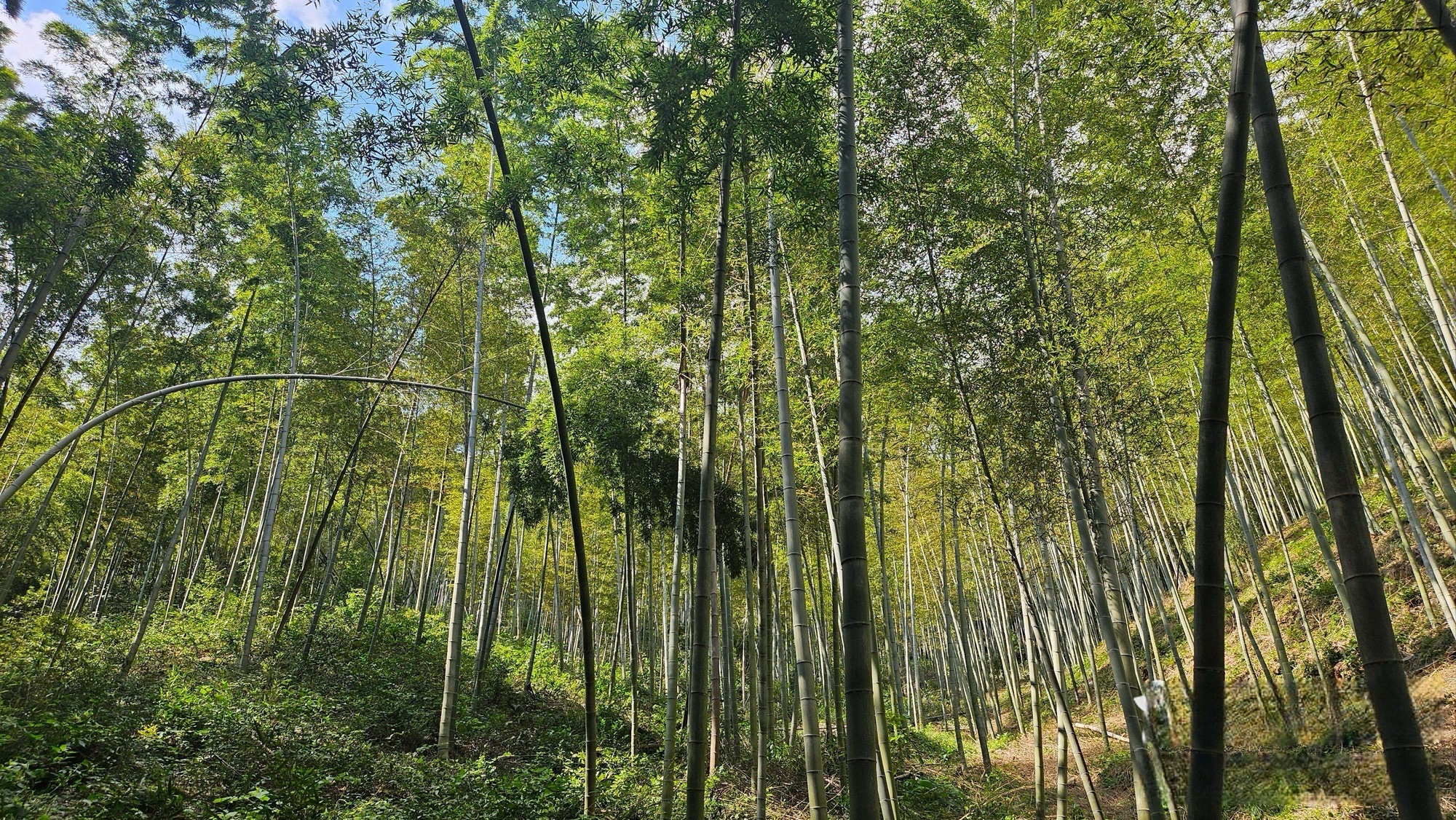 卢湖竹海水利风景区旅行图片 2