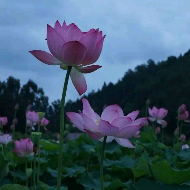 荷花塘旅行图片 3