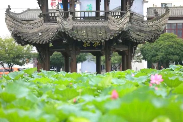 荷花塘旅行图片 1