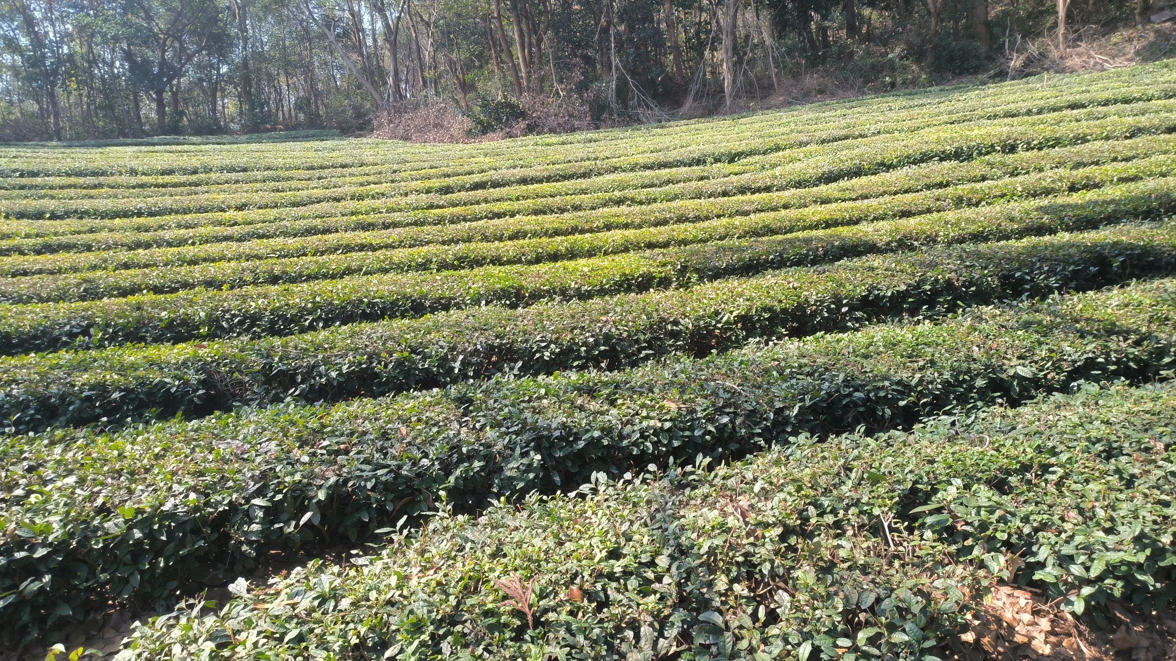 敬亭山风景名胜区旅行图片 3