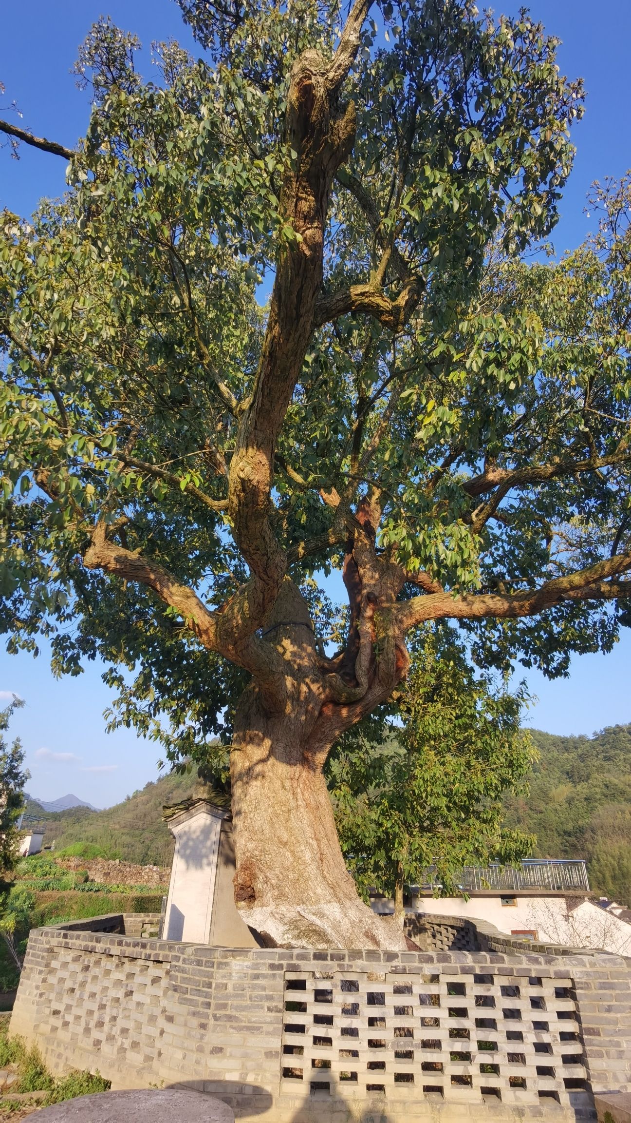 太极湖村风景区旅行图片 1