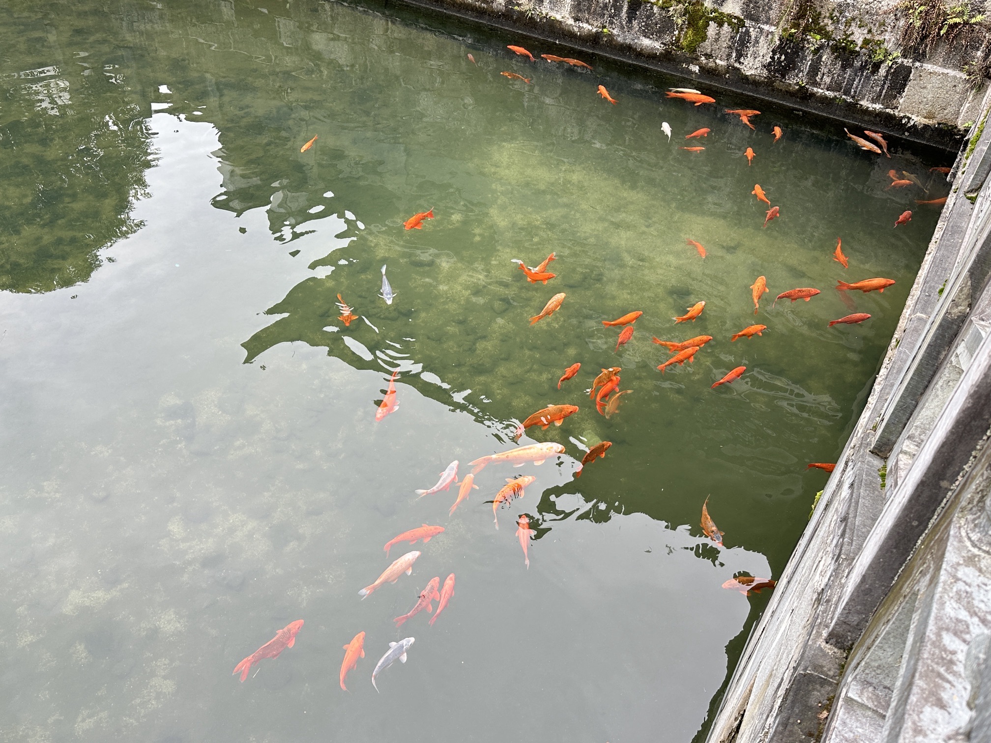 龙川景区旅行图片 3