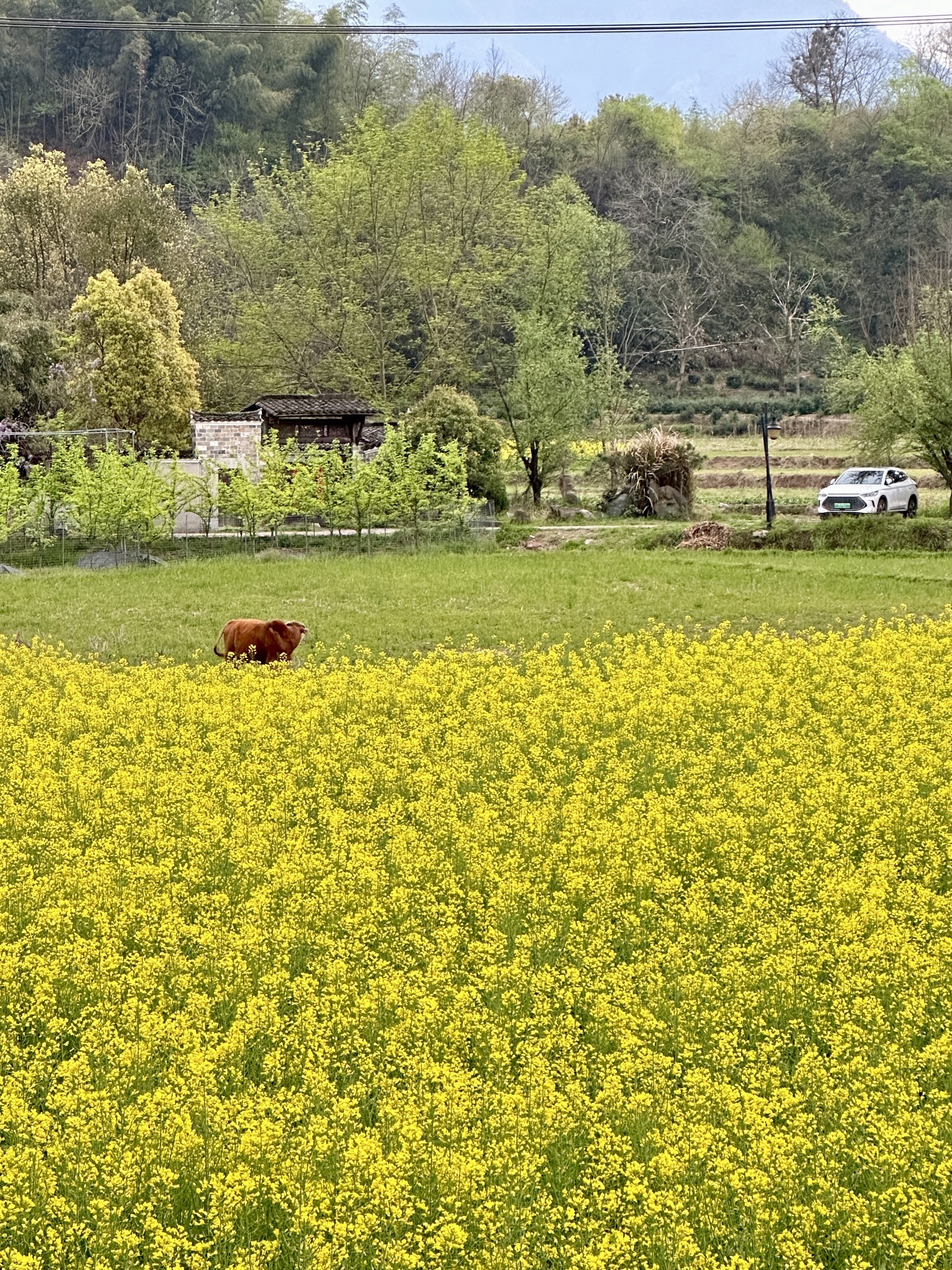龙川景区旅行图片