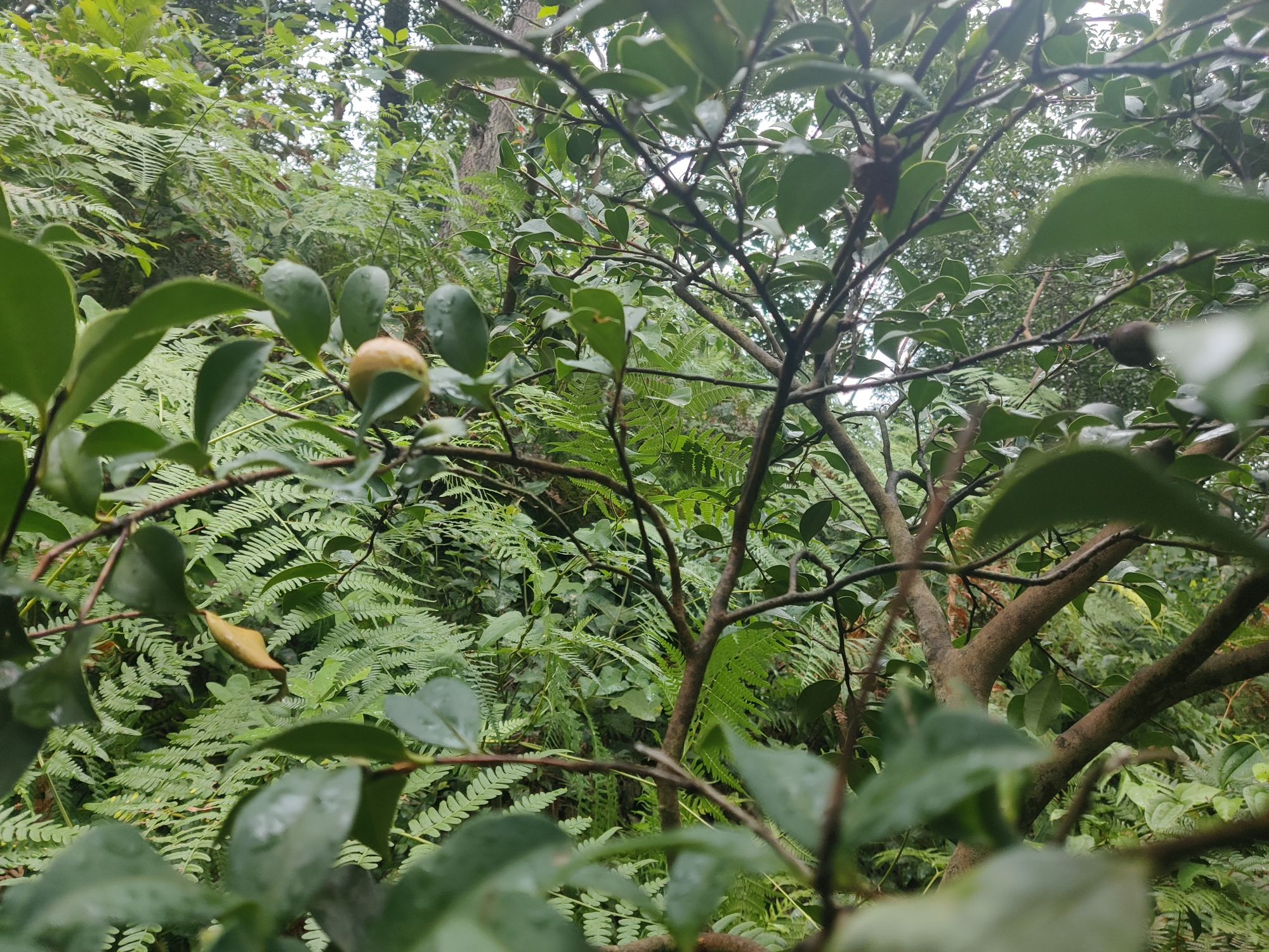 东石笋风景区旅行图片 3