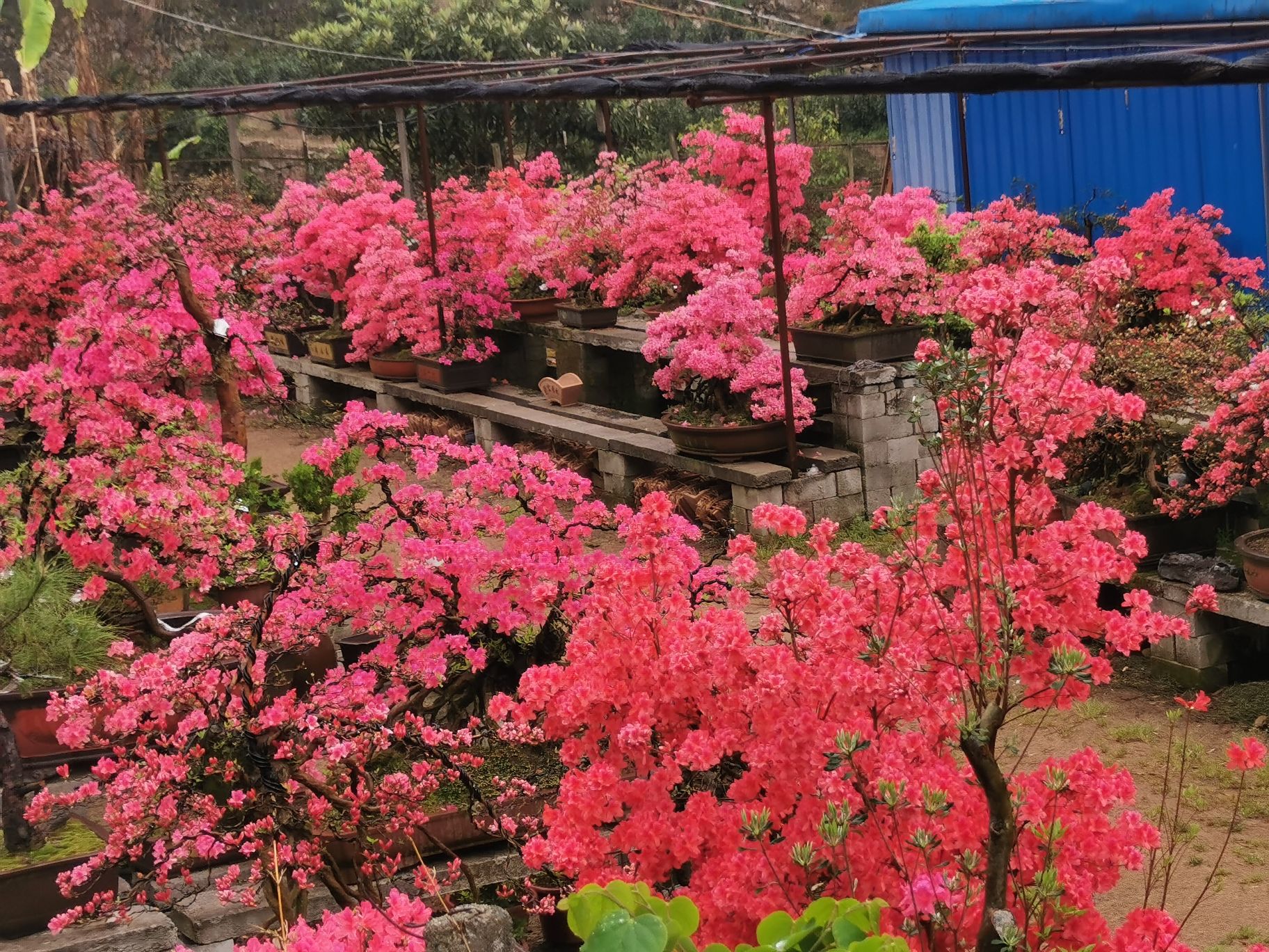 大别山国家地质公园旅行图片 1
