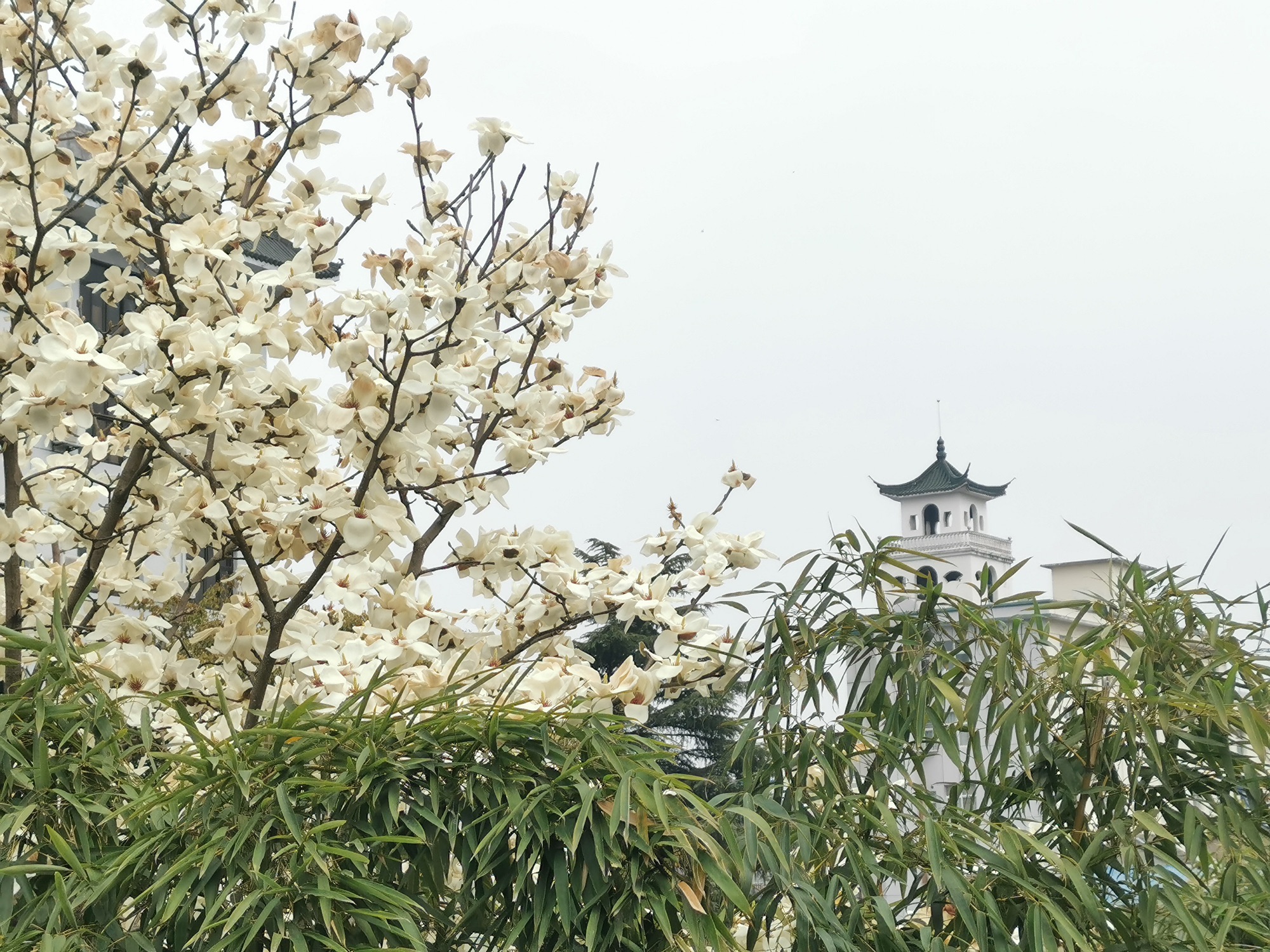 陋室公园旅行图片 1