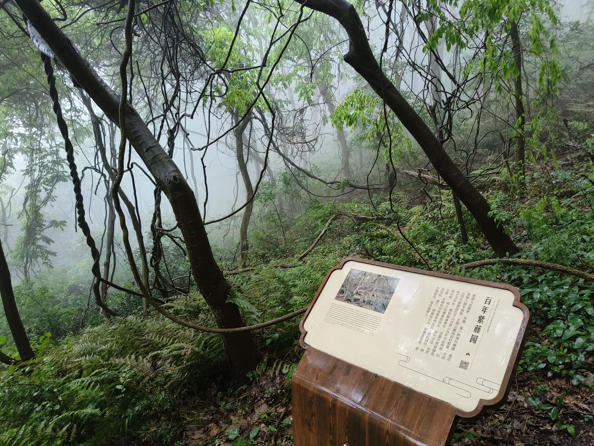 太湖山国家森林公园旅行图片 2