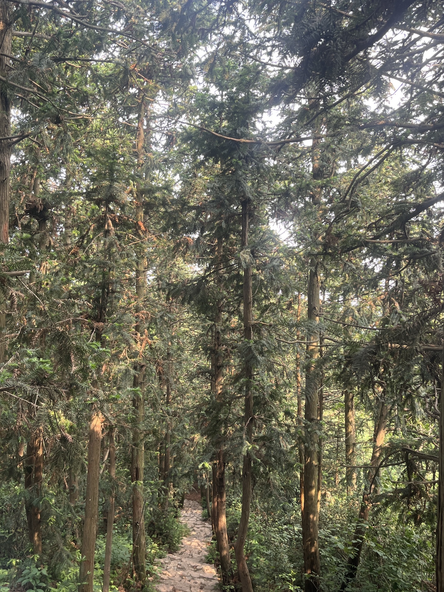 冶父山国家森林公园旅行图片 1