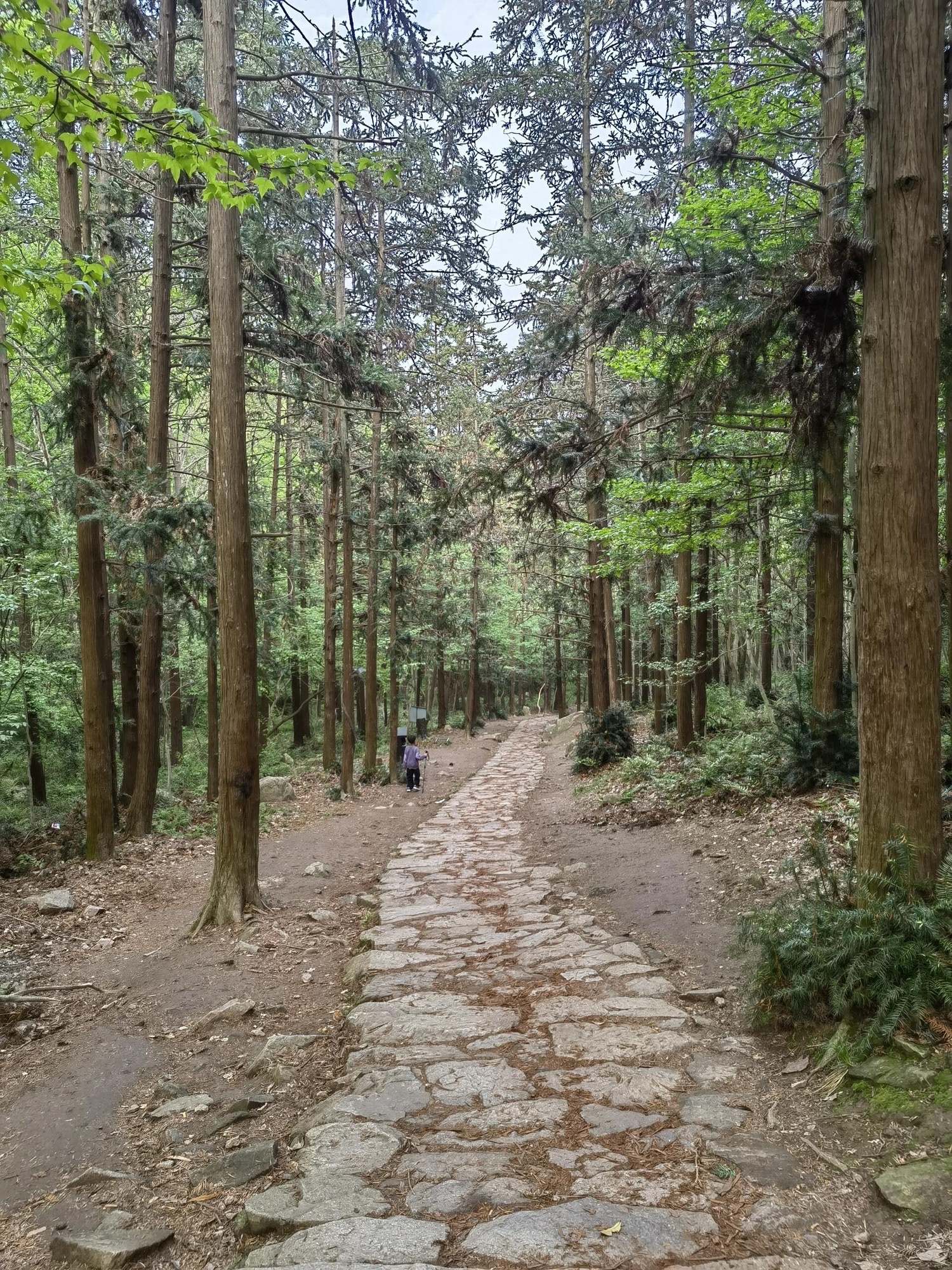 冶父山国家森林公园旅行图片 3