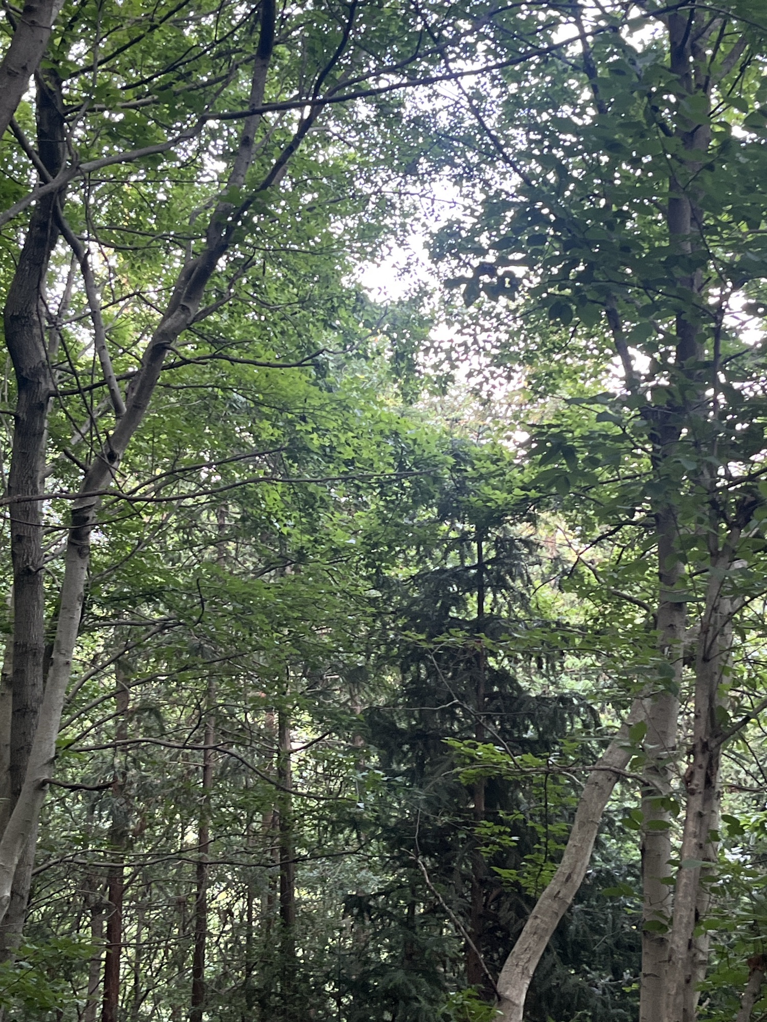 冶父山国家森林公园旅行图片 3