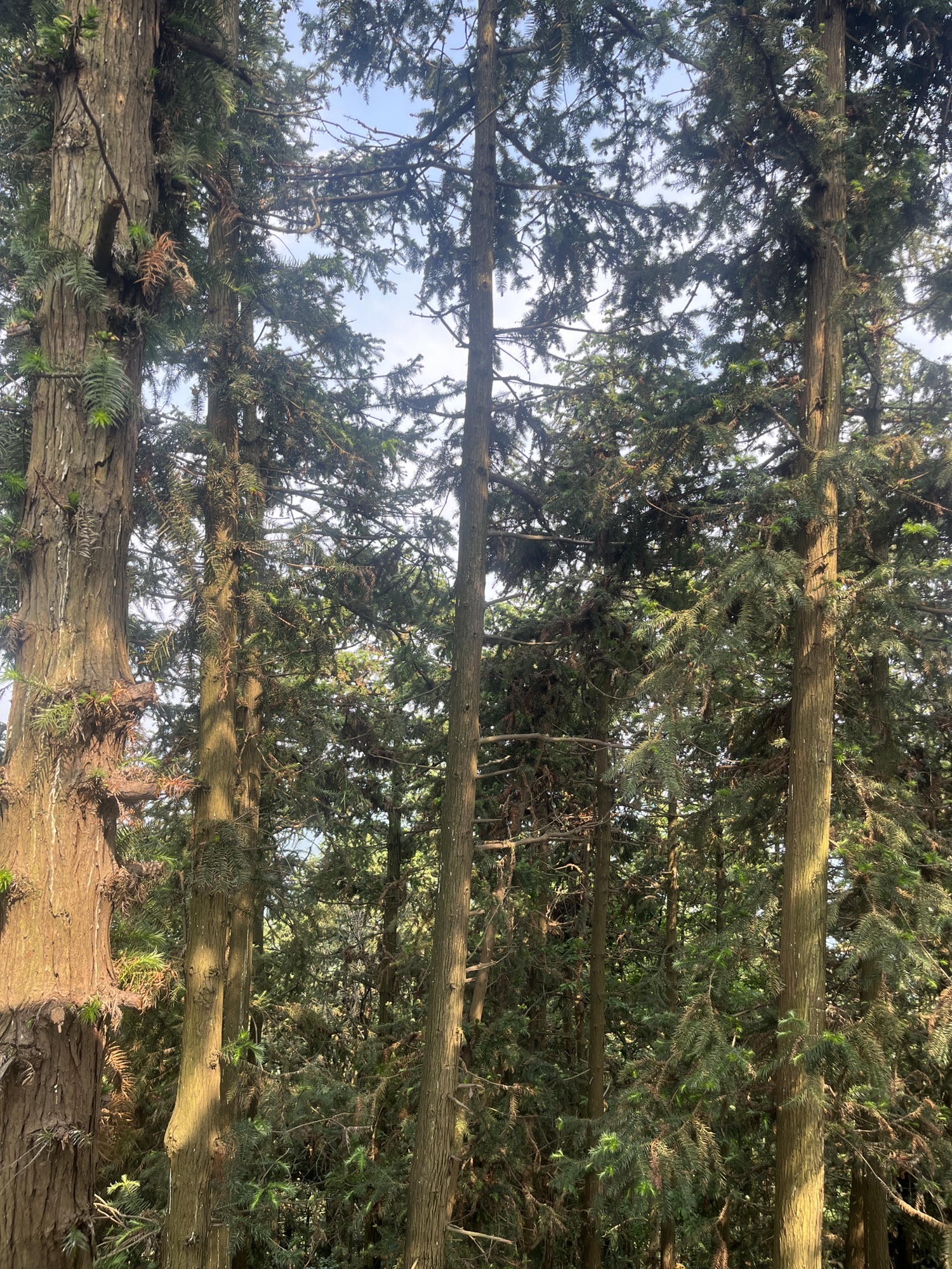 冶父山国家森林公园旅行图片 2