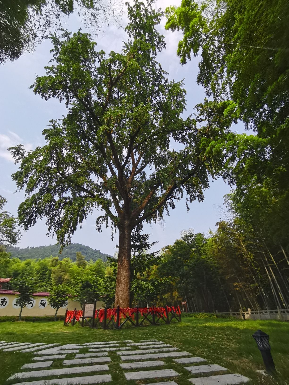 东庵森林公园旅行图片 3