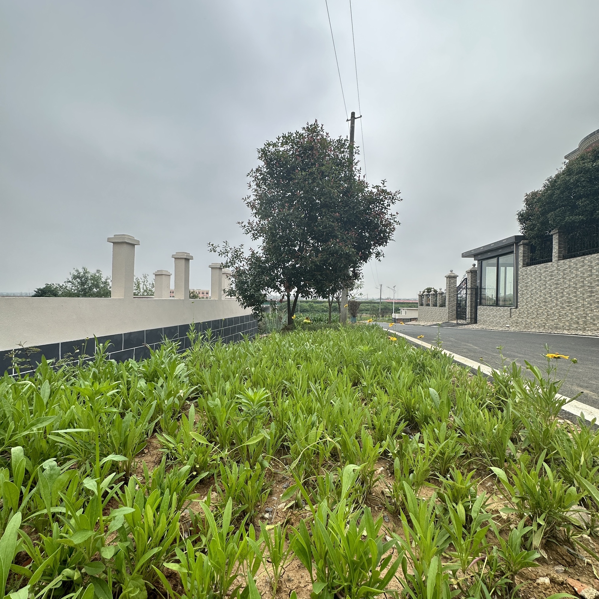 丰山杜半枝梅